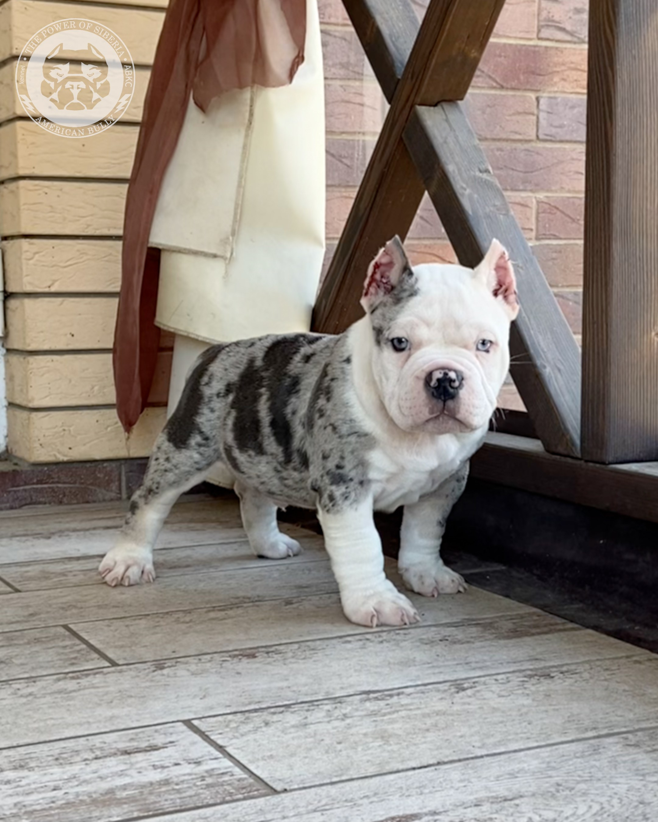 Свободные щенки Американский Булли покет. Американский Булли в г. Ростов-на-Дону. Питомник THE POWER OF SIBERIA
