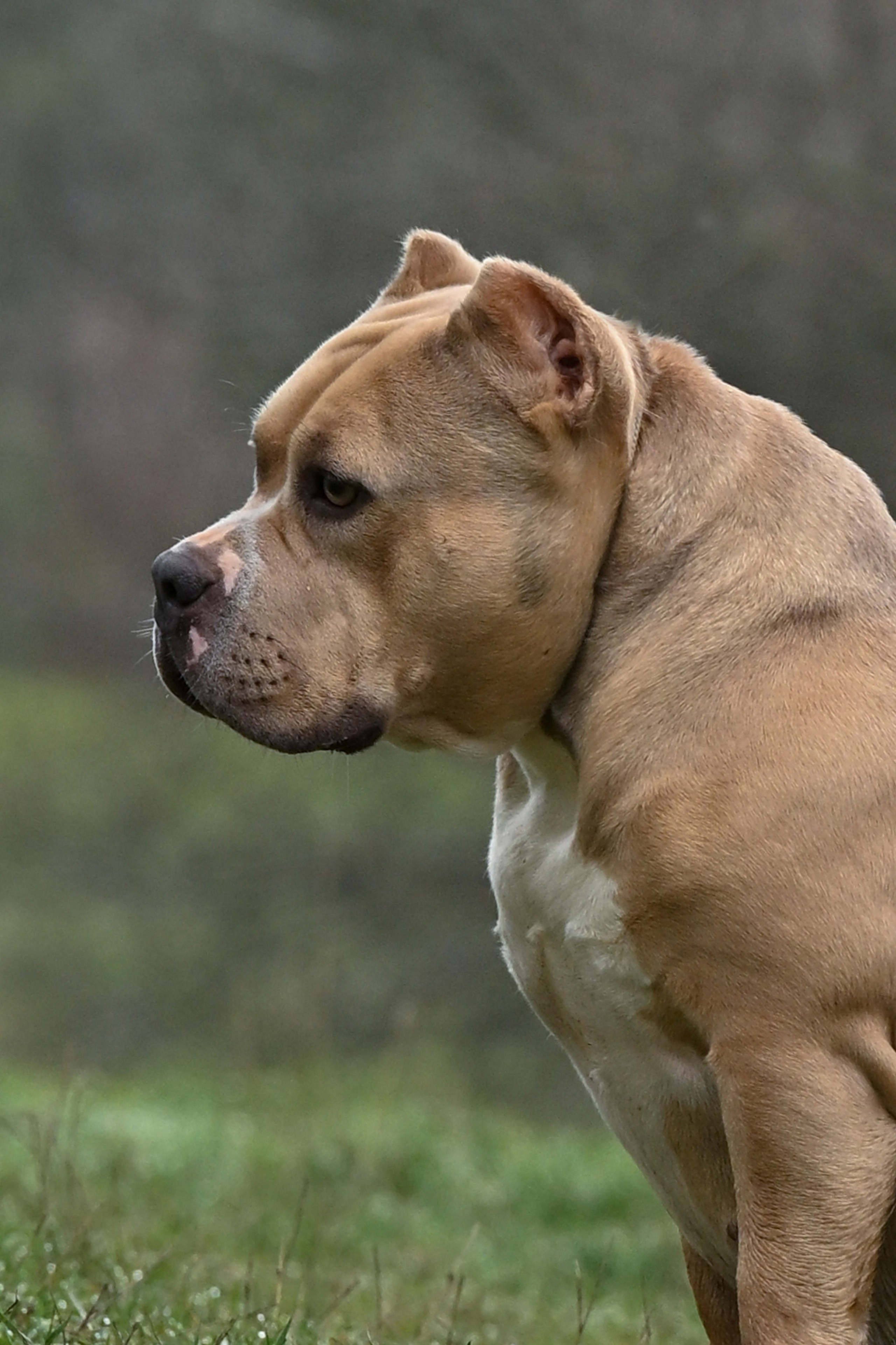 Страница Терри. Американский Булли в г. Ростов-на-Дону. Питомник THE POWER OF SIBERIA