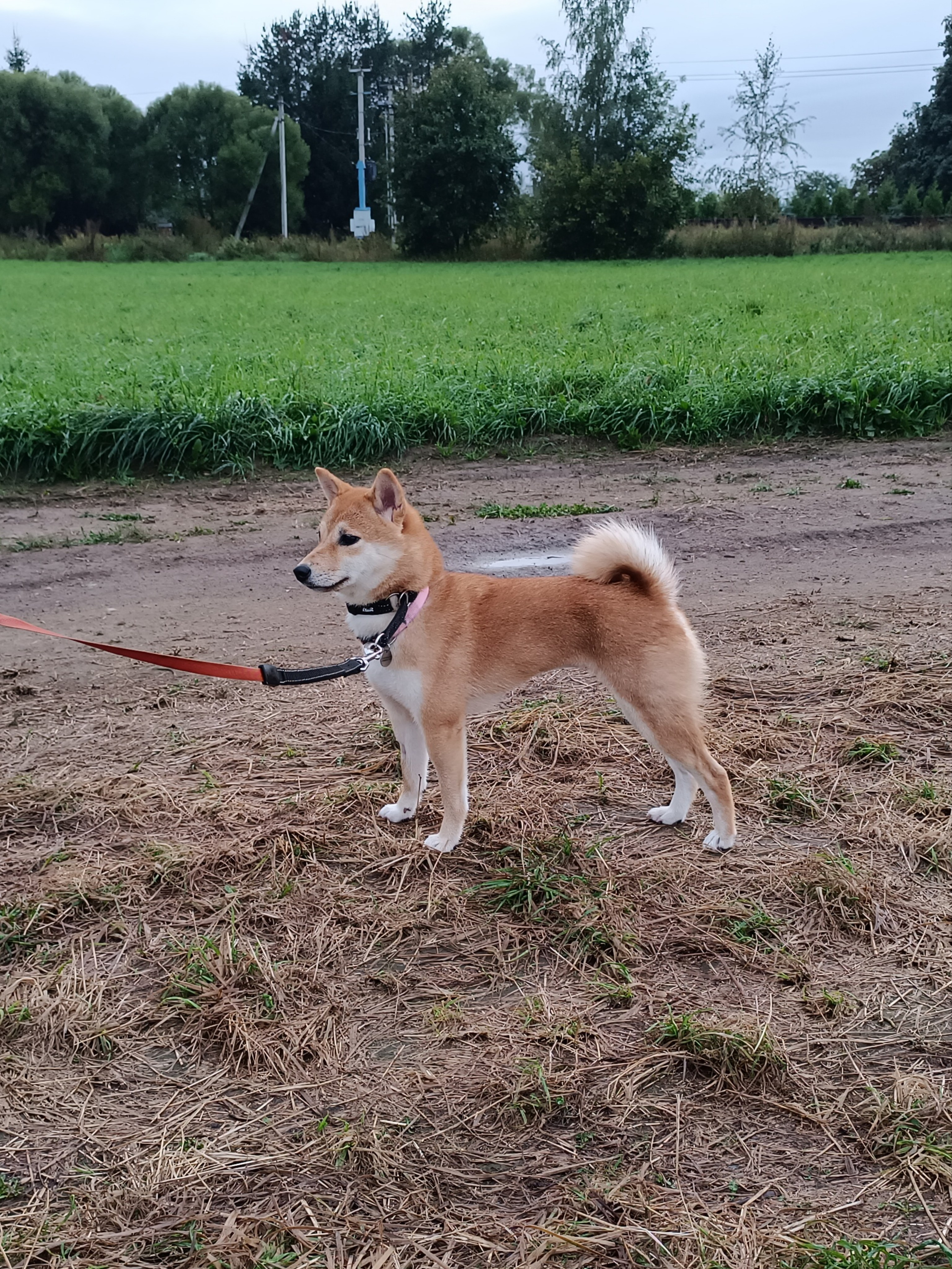 Сиба Rubylight Yuta питомник Рубилайт 