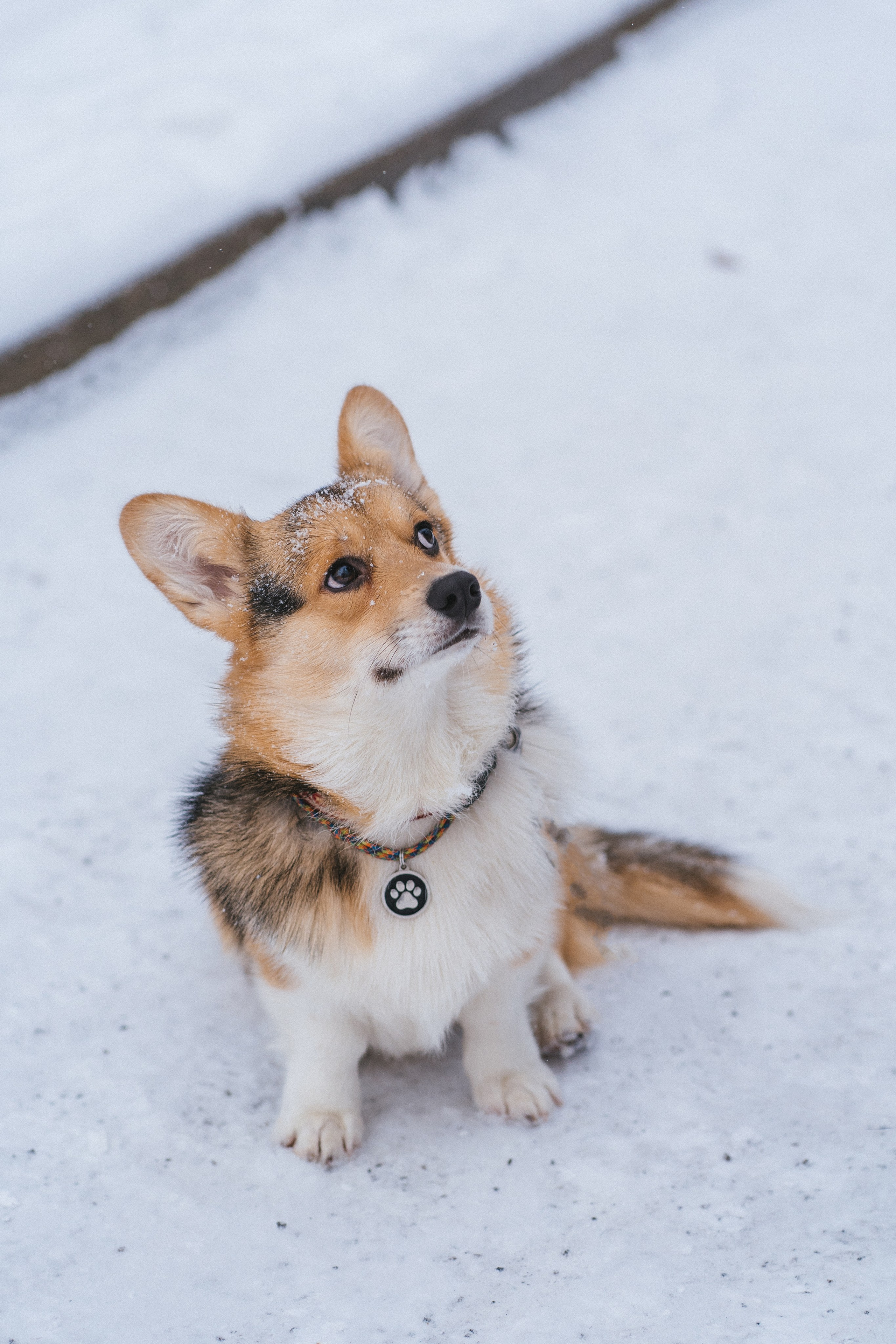 Каспер и Полина. Свадебный фотограф в Москве Анна Полушина