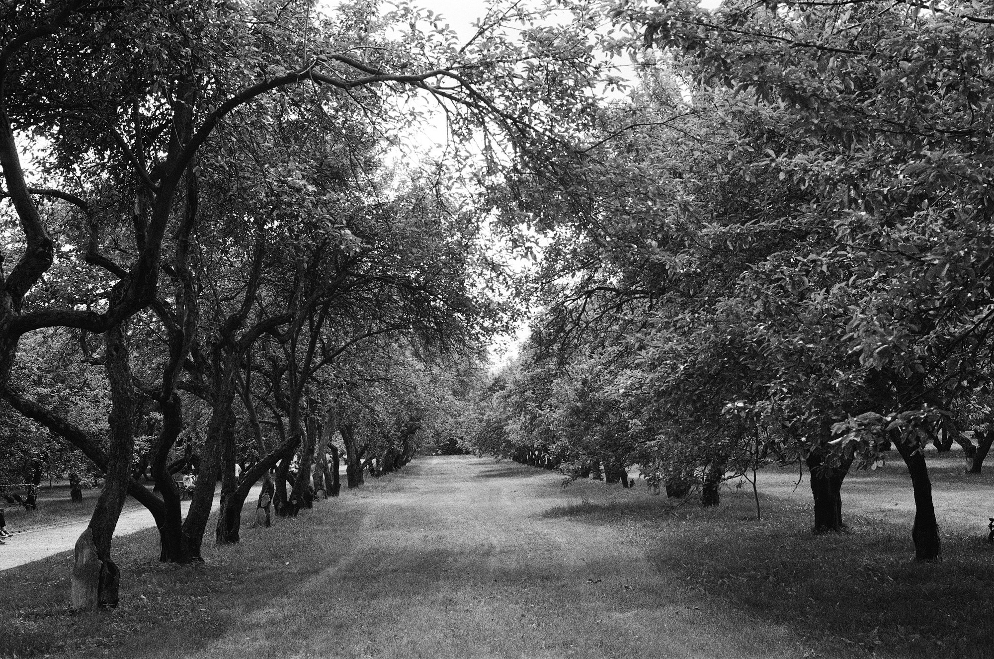 Парк Коломенское. Другой Павел Поцелуев. Фотограф в 2025 году