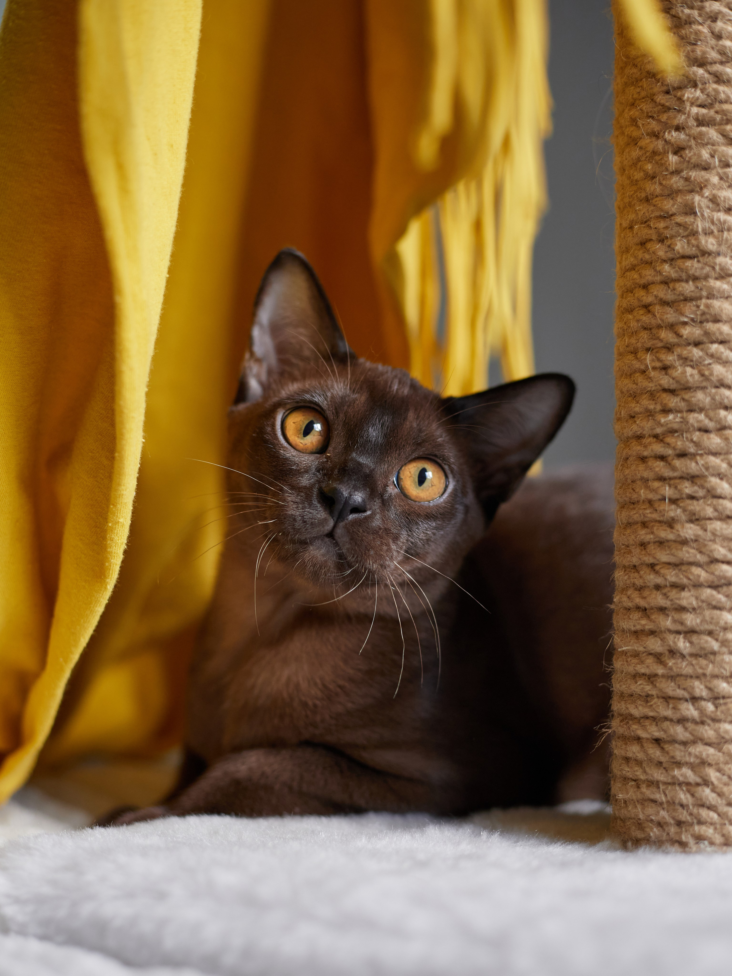 Jerry (Новый Уренгой). Питомник «Bouncy Life»