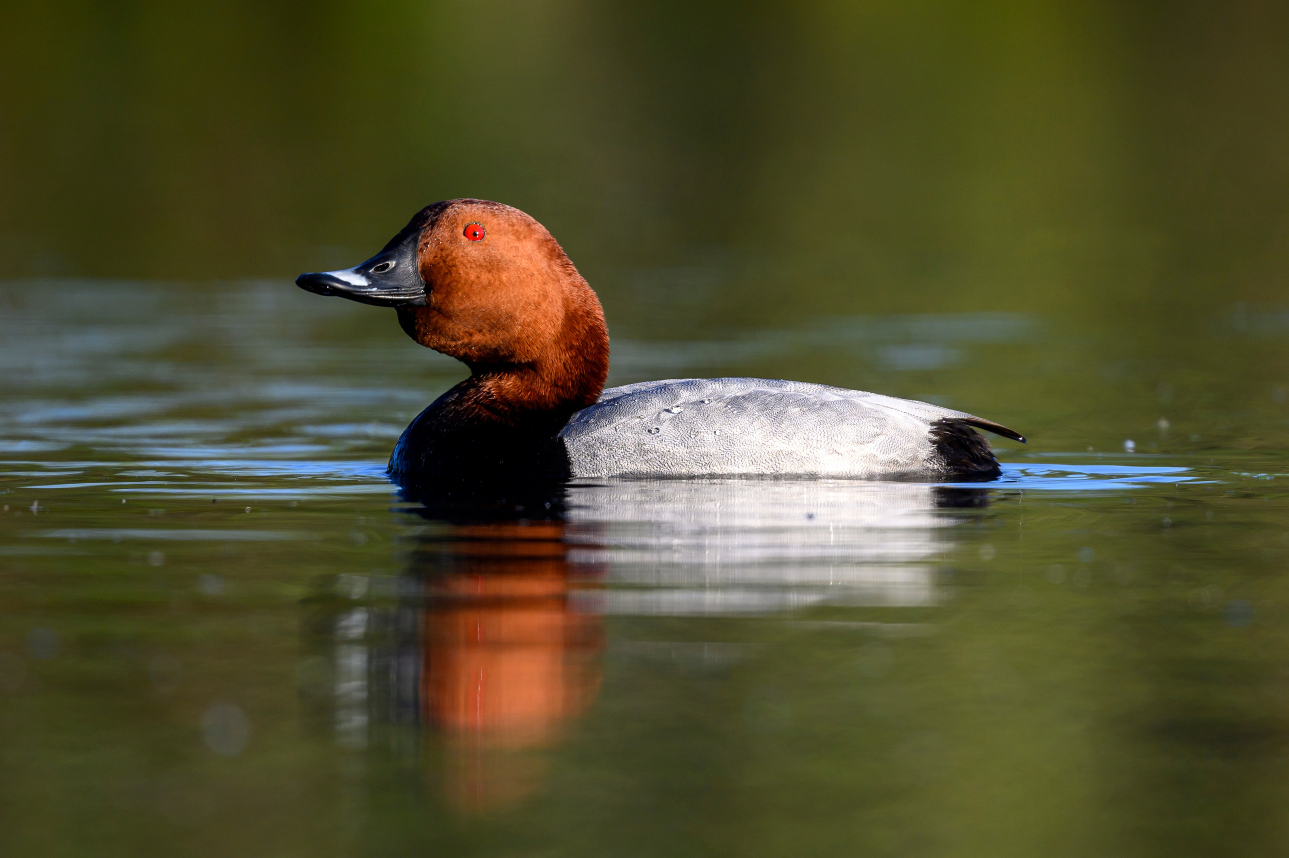 Поганка, широконоска, черки, нырки. Wildlife photography by Sergey Puponin