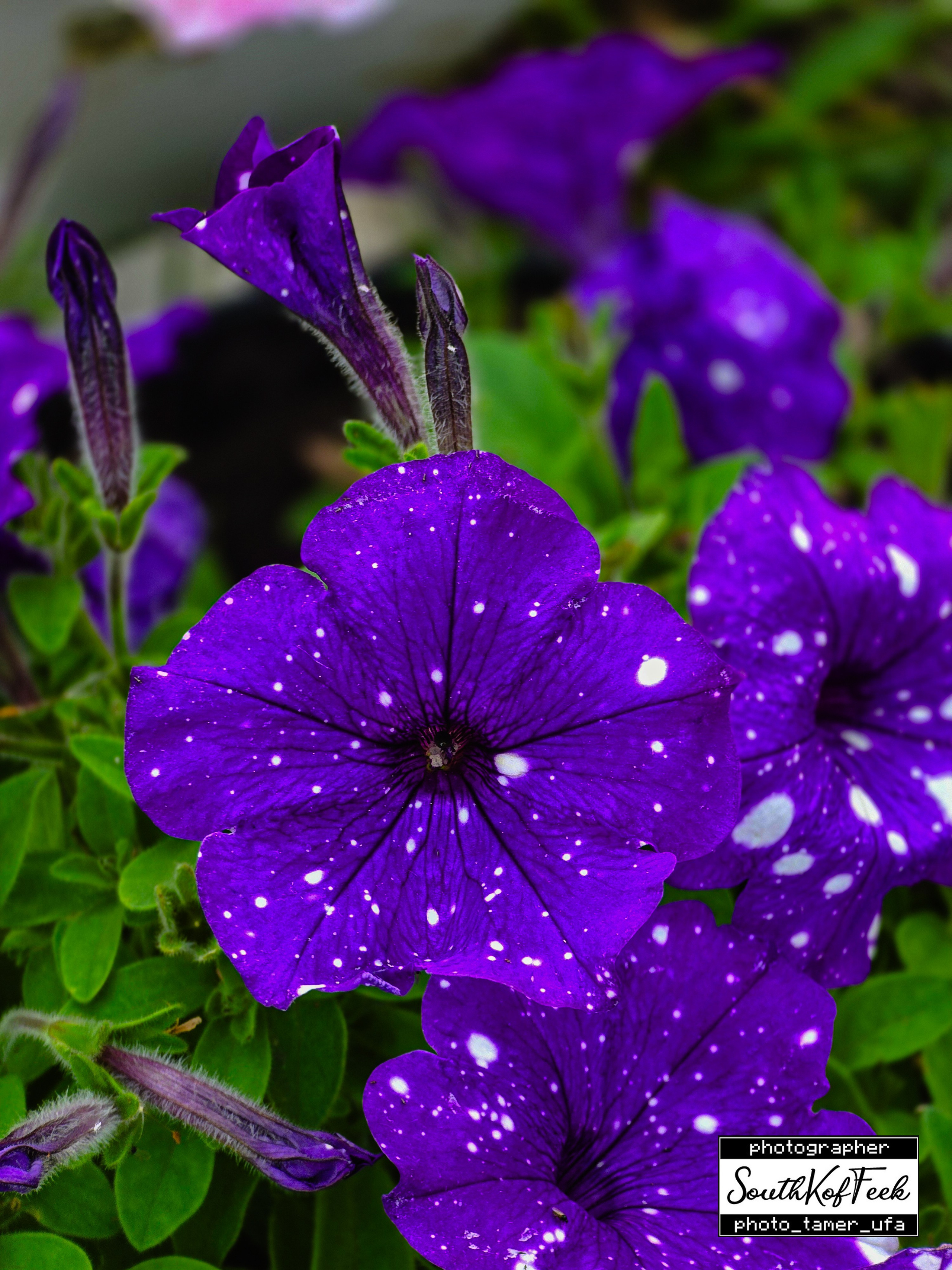 Цветы?. Photo Tamer Ufa