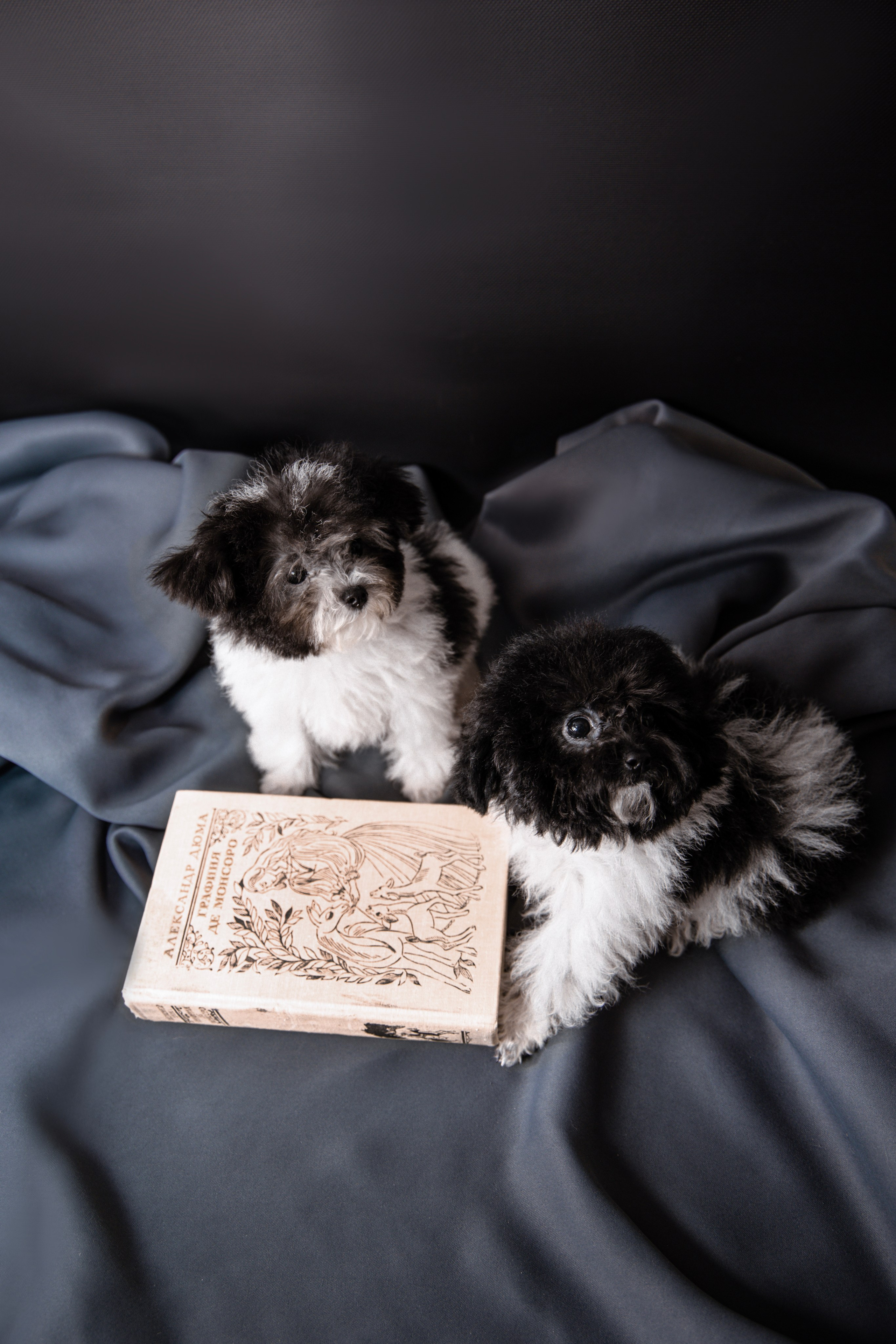 Фотограф Татьяна Марсуверских г. Жуковский, Москва и Мо. Репортажные съёмки, фотосессии,  фотограф анималист, фотосъёмка животных. Фотограф для маркетплейсов, фотоуслуги в Жуковском Татьяна Марсуверских