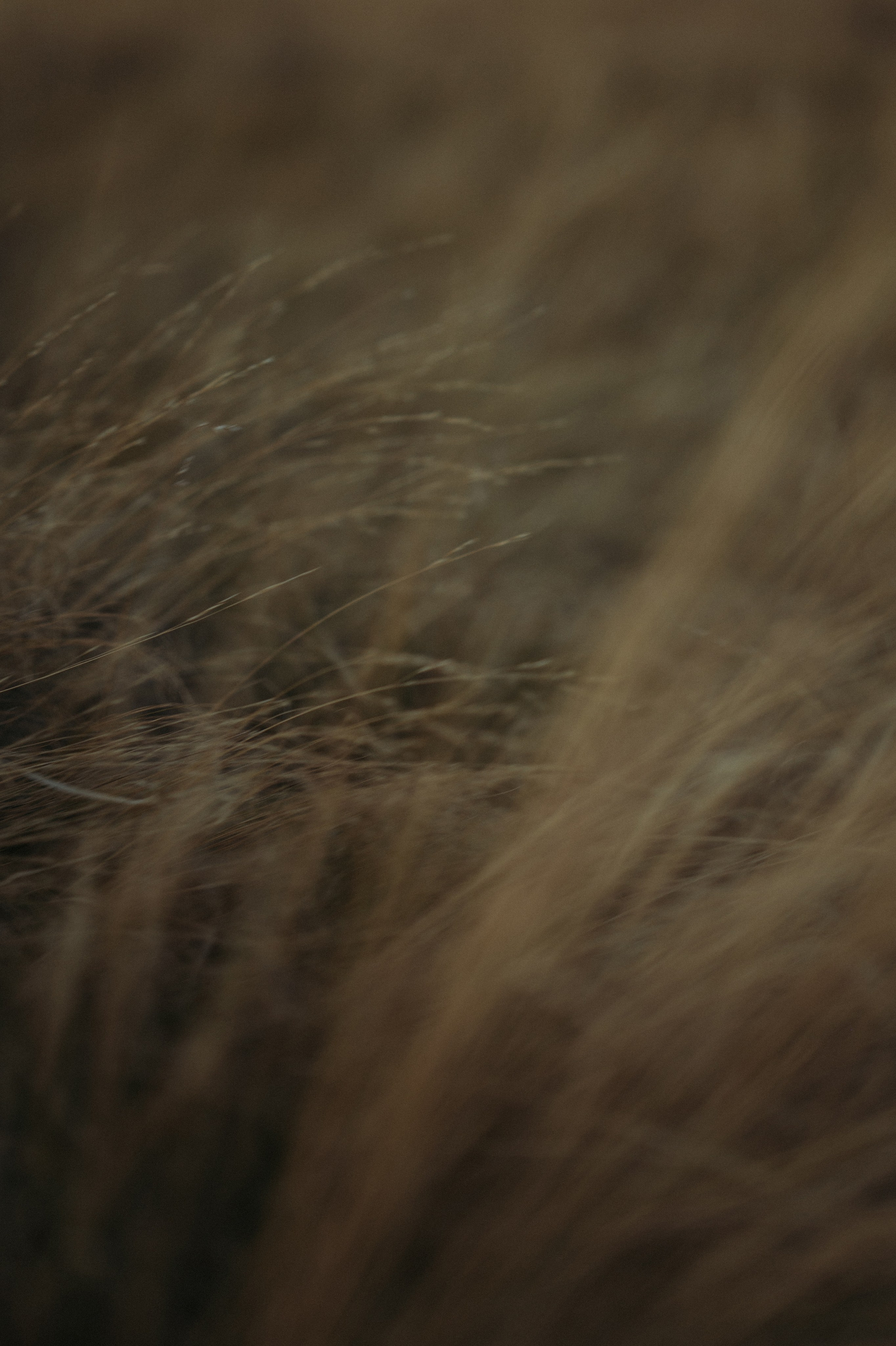 Наташа, Степа, Василиса, Лера. Www.ostermiller.ru