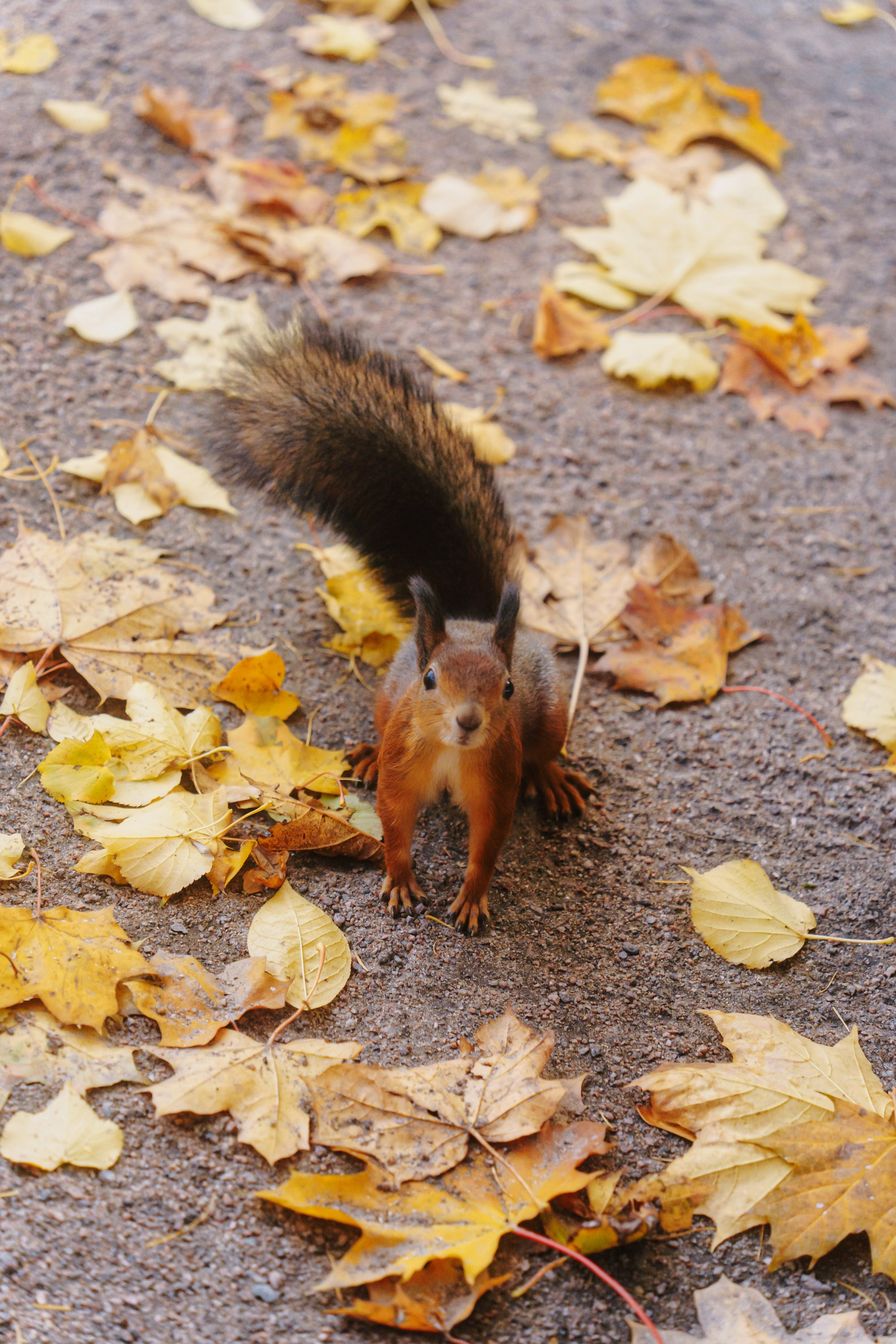 Игорь Лена Сережа Леша. Свадебный и семейный фотограф в Санкт-Петербурге Виктор Голубев