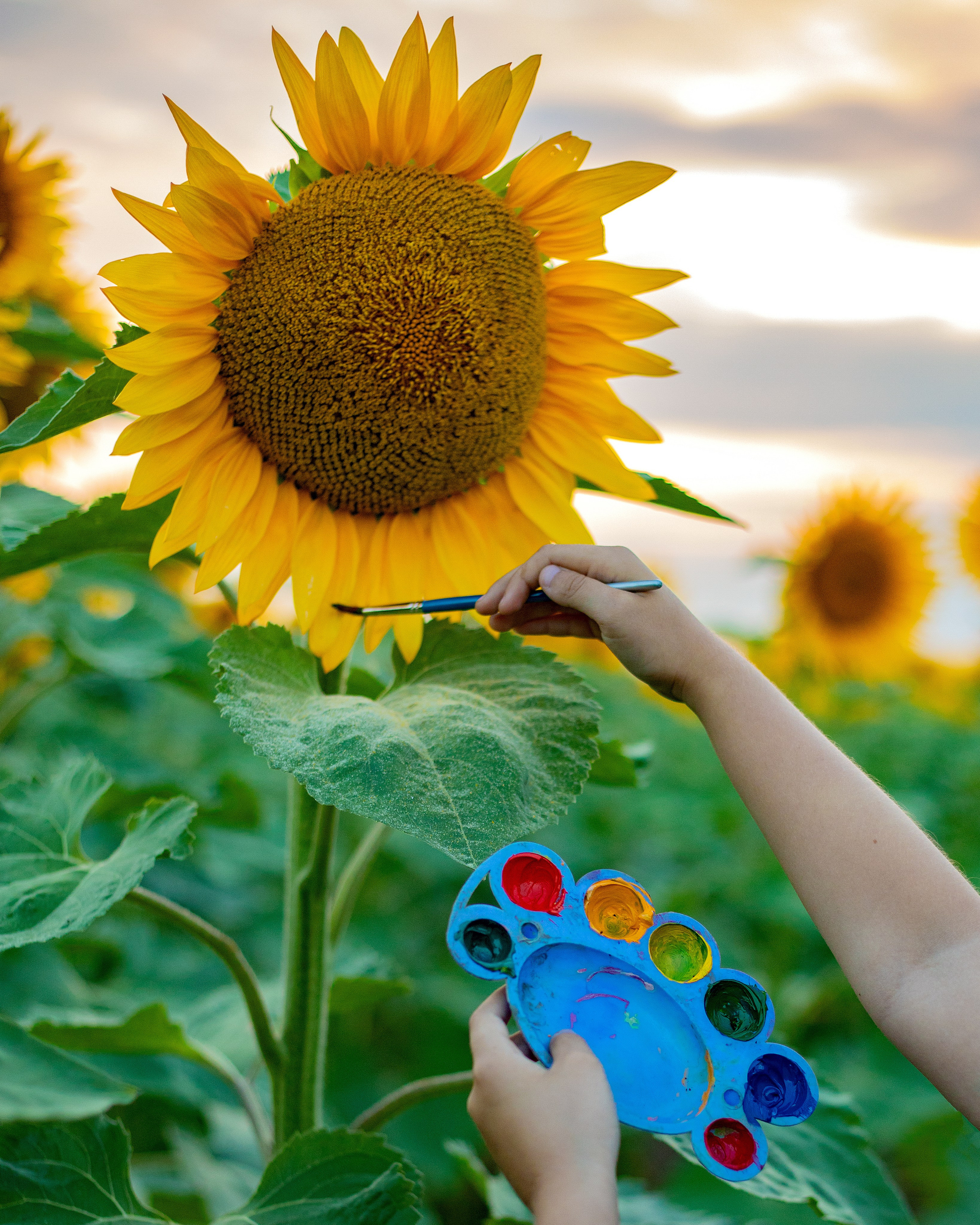ПОДСОЛНУХИ. Фотограф Севастополь/Крым Светлана Евтушенко