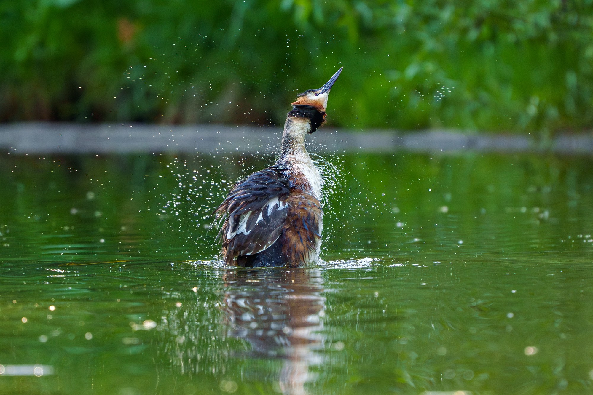 Удивительные мир птиц. Вокруг нас столько прекрасного — присмотритесь!. Ваш личный фотограф Марина Волкова