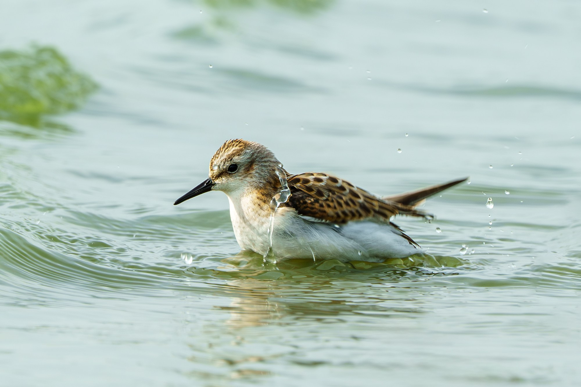 Удивительные мир птиц. Вокруг нас столько прекрасного — присмотритесь!. Ваш личный фотограф Марина Волкова