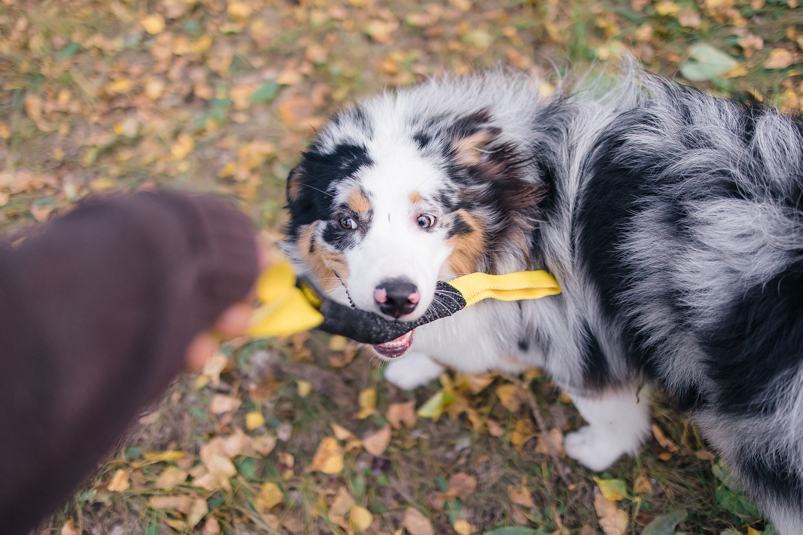 Аусси Дэймон. Свадебный и женский фотограф