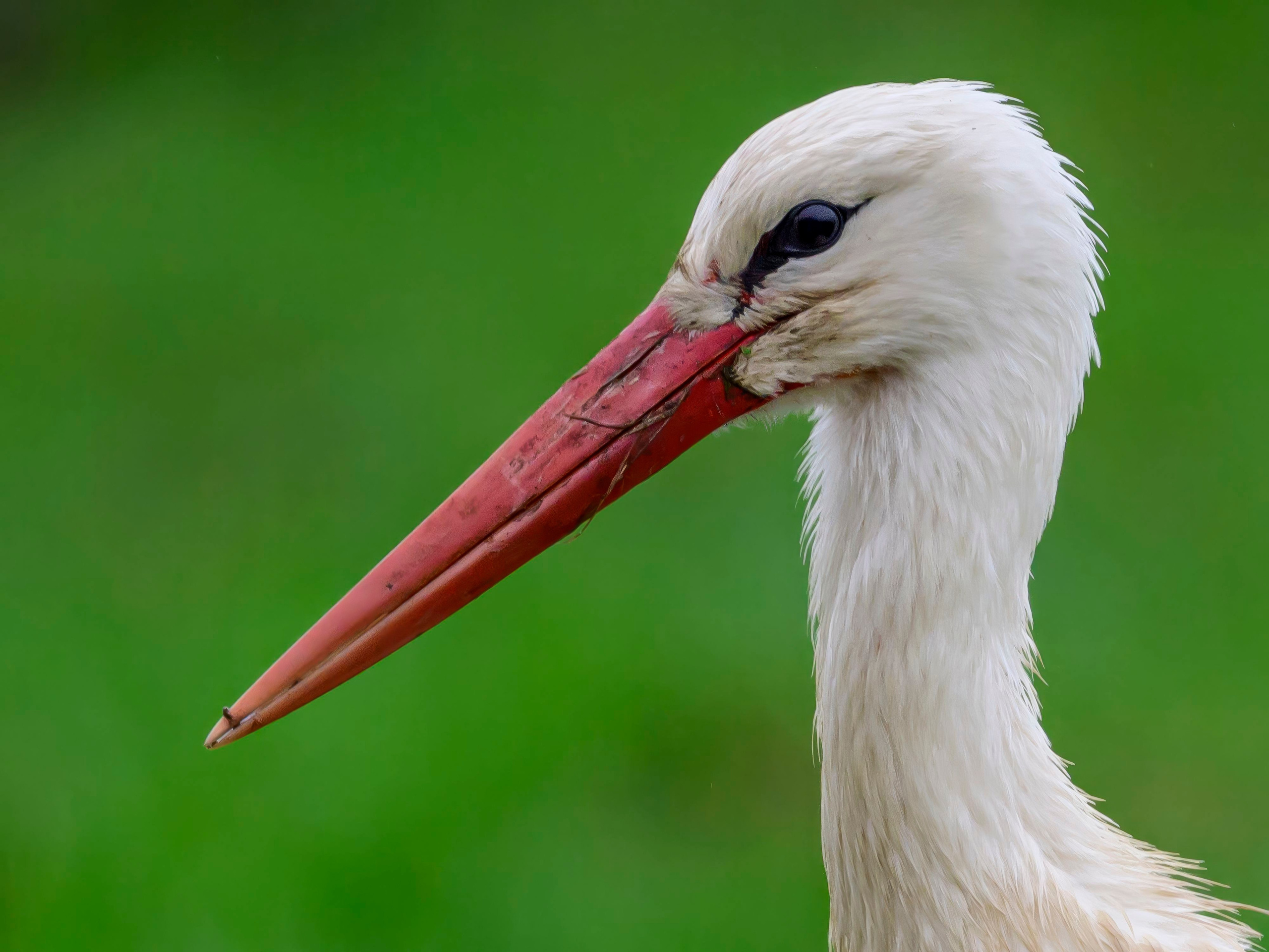 Аисты. Wildlife photography by Sergey Puponin
