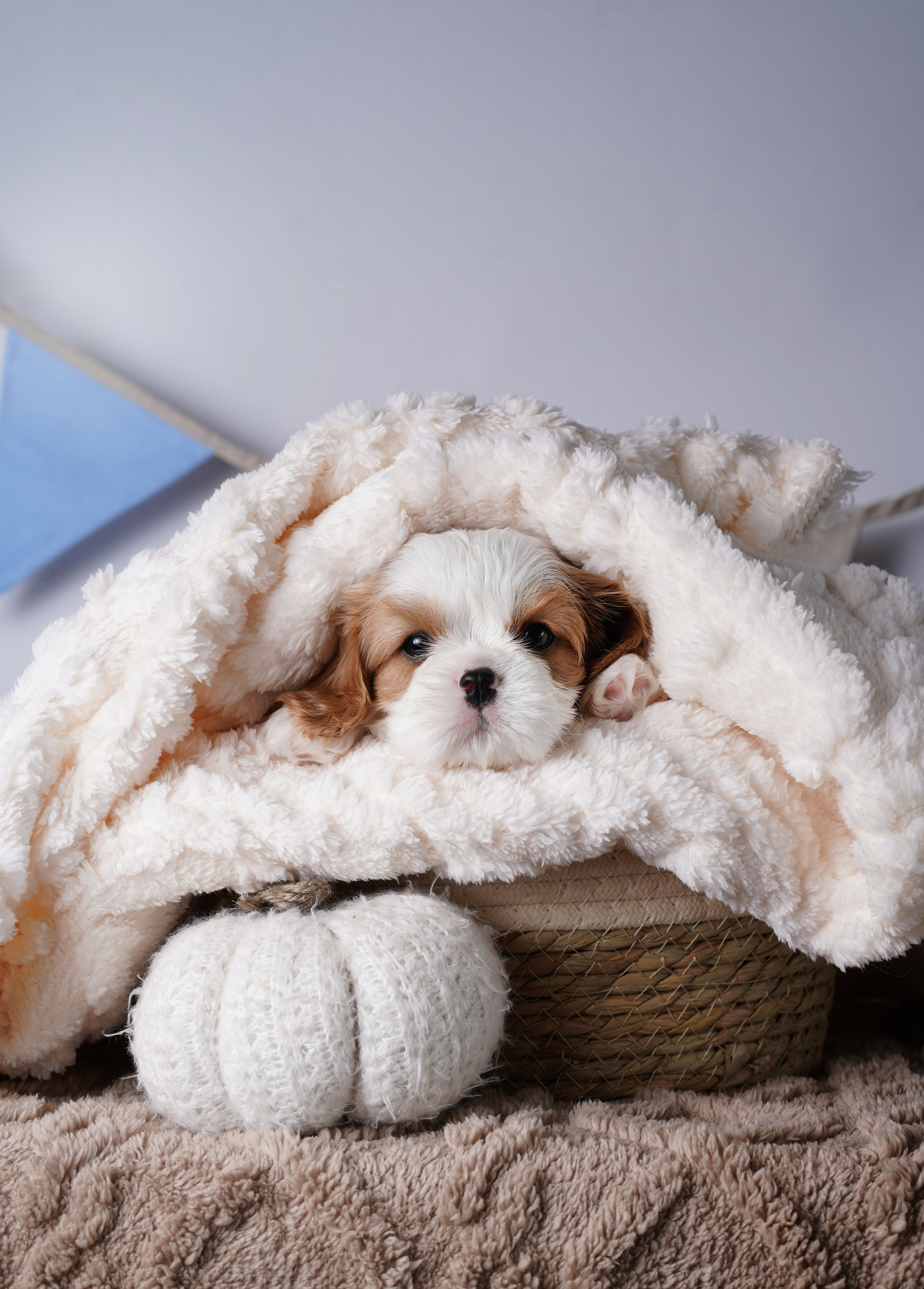 Щенки кавалер кинг чарльз спаниеля. Фотограф-анималист в Санкт-Петербурге Яна Мартынова