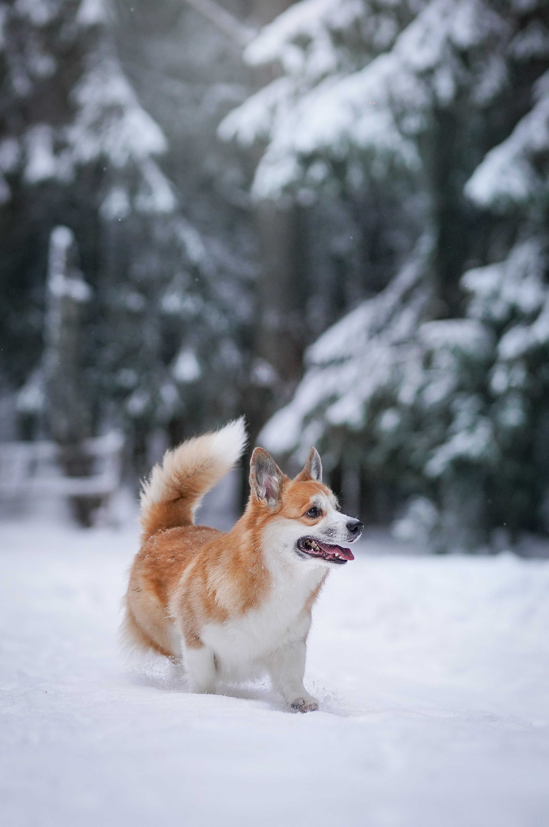 Катя Рокки и Честер. Фотограф-анималист в Санкт-Петербурге Яна Мартынова