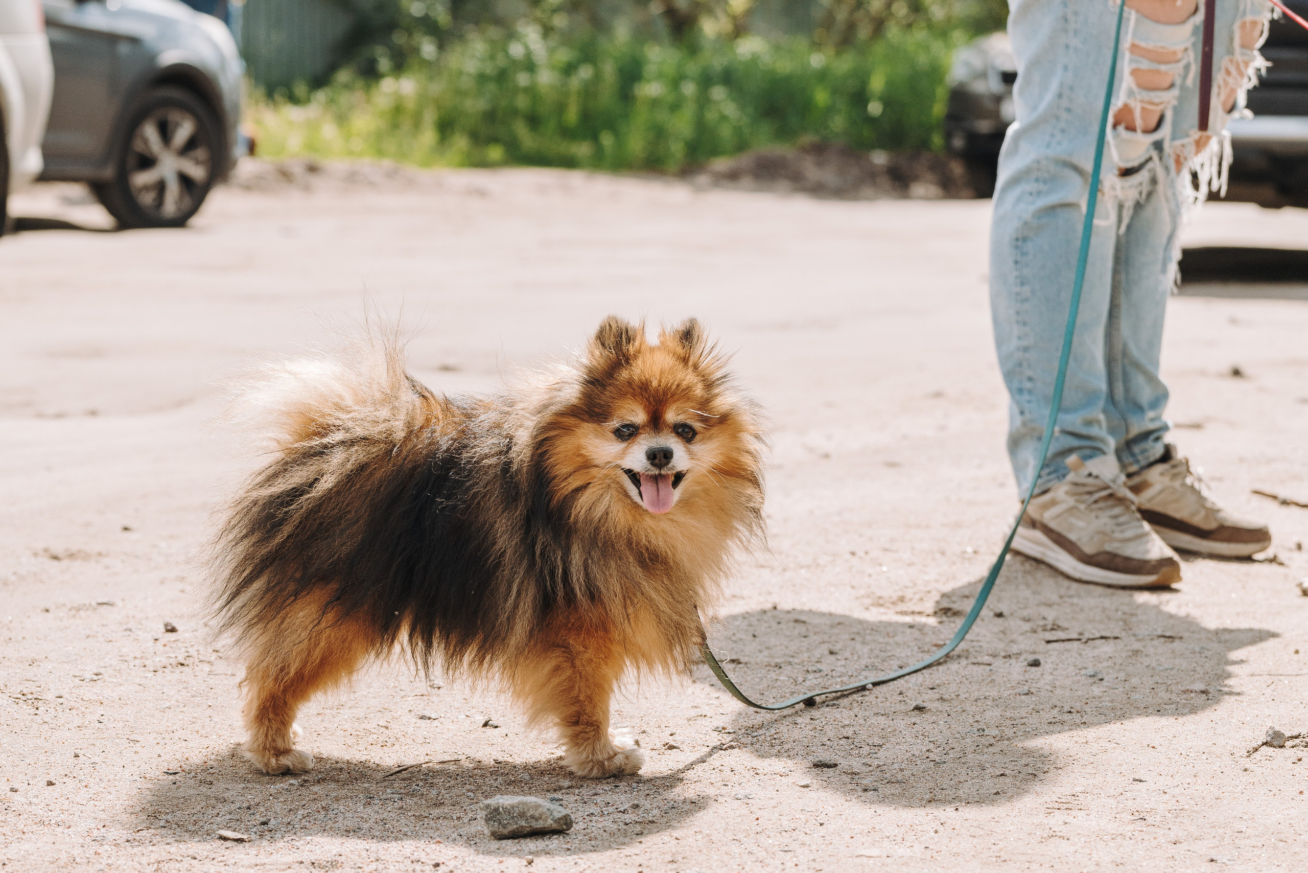 Соревнования по ноузворку. Фотограф анималист в Спб недорого Олеся Майорова