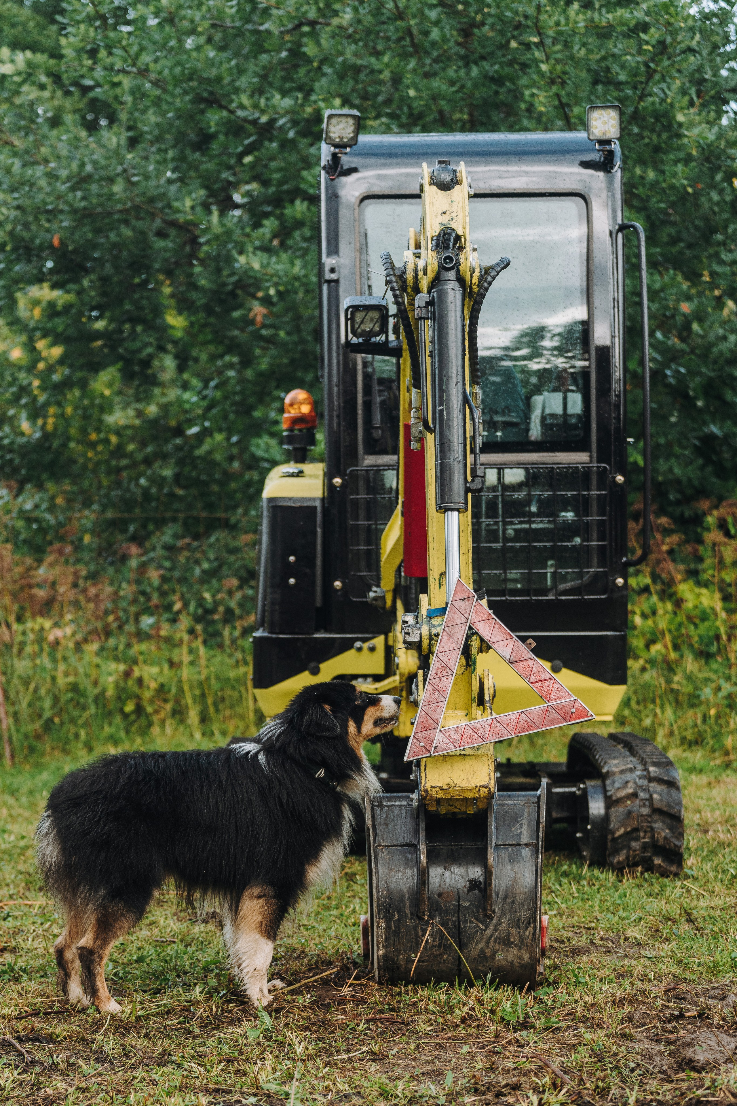Соревнования по ноузворку в Новожилово. Фотограф анималист в Спб недорого Олеся Майорова
