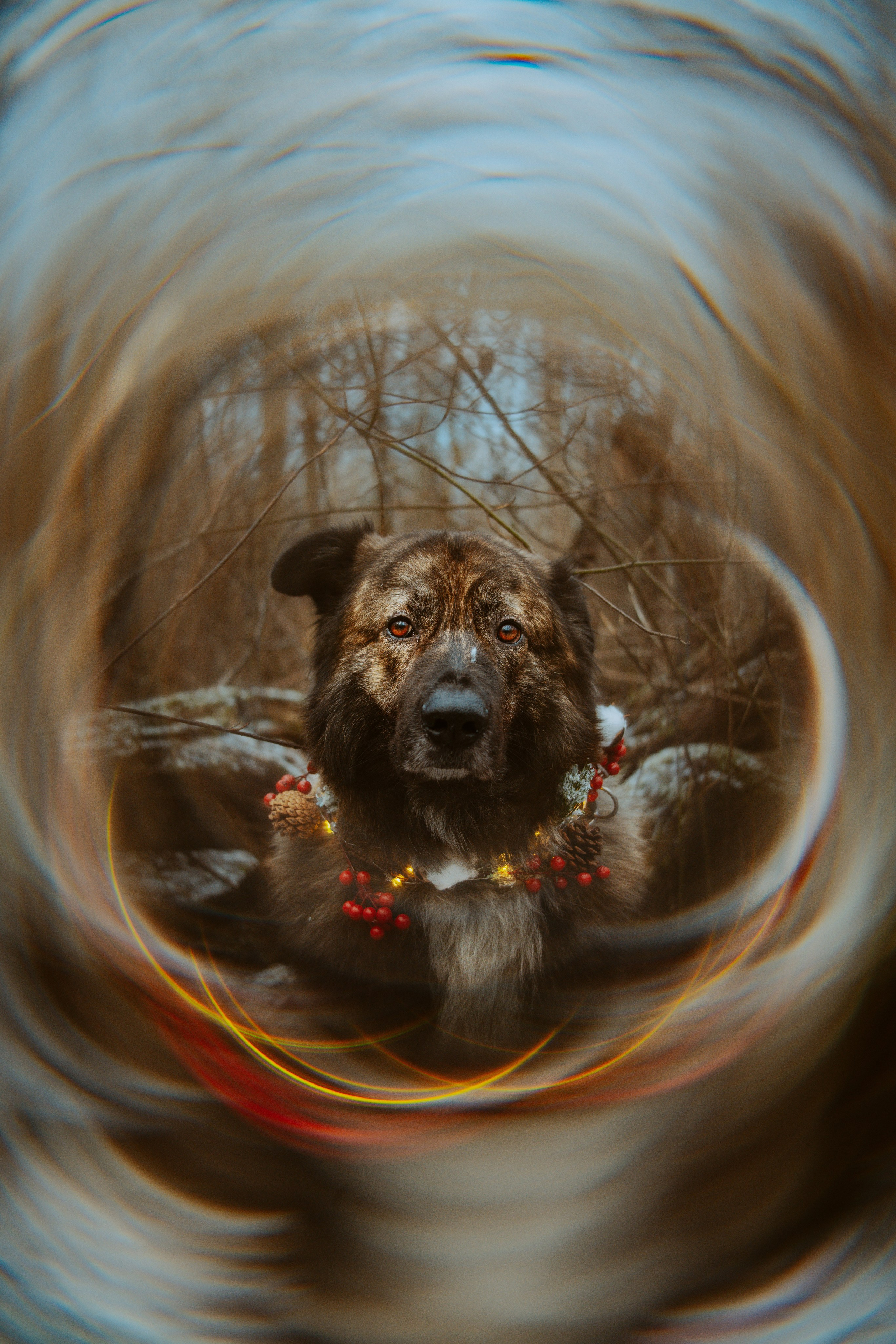 Творческая фотосессия фотографа анималиста. Фотограф анималист в Спб недорого Олеся Майорова