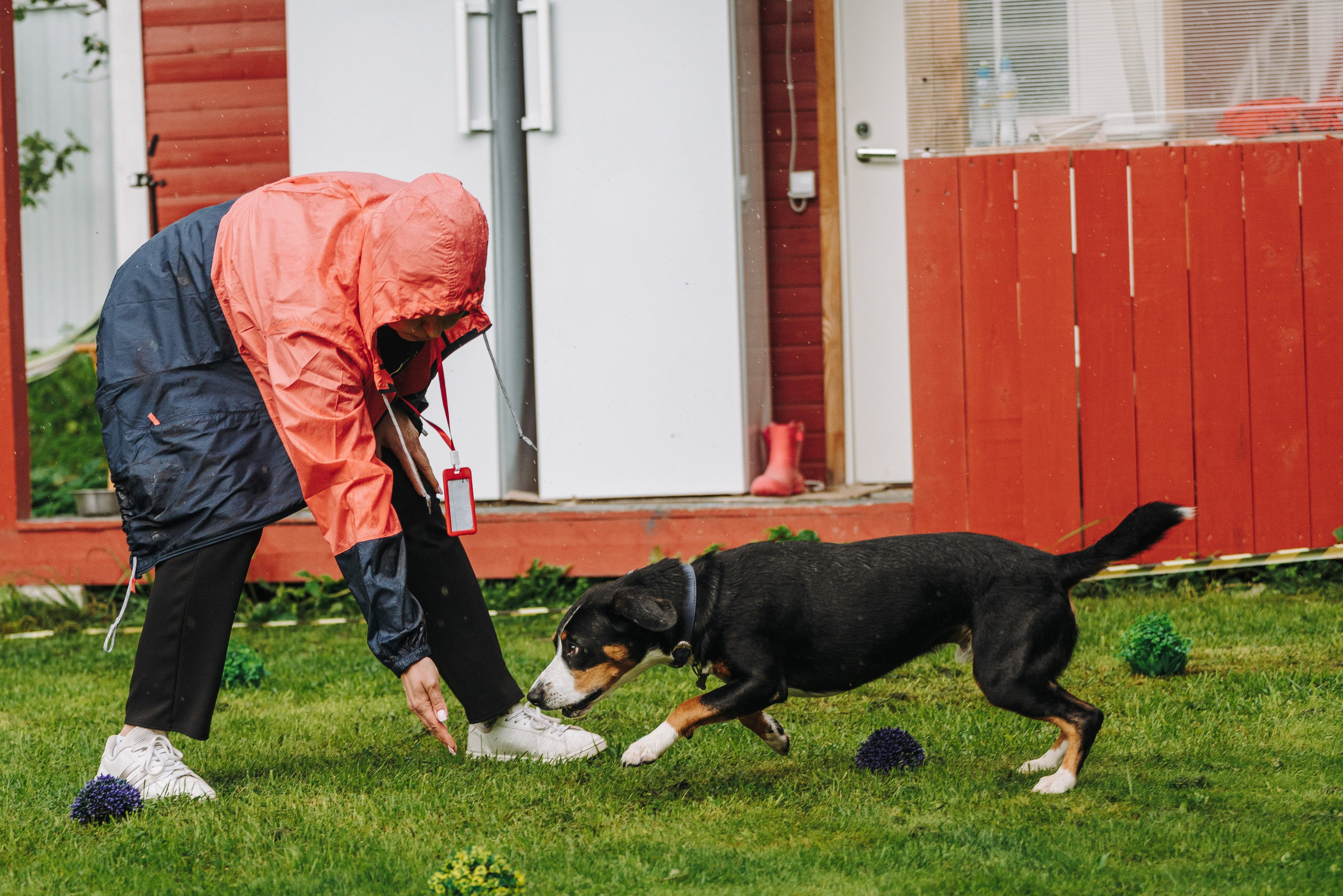 Соревнования по ноузворку в Новожилово. Фотограф анималист в Спб недорого Олеся Майорова