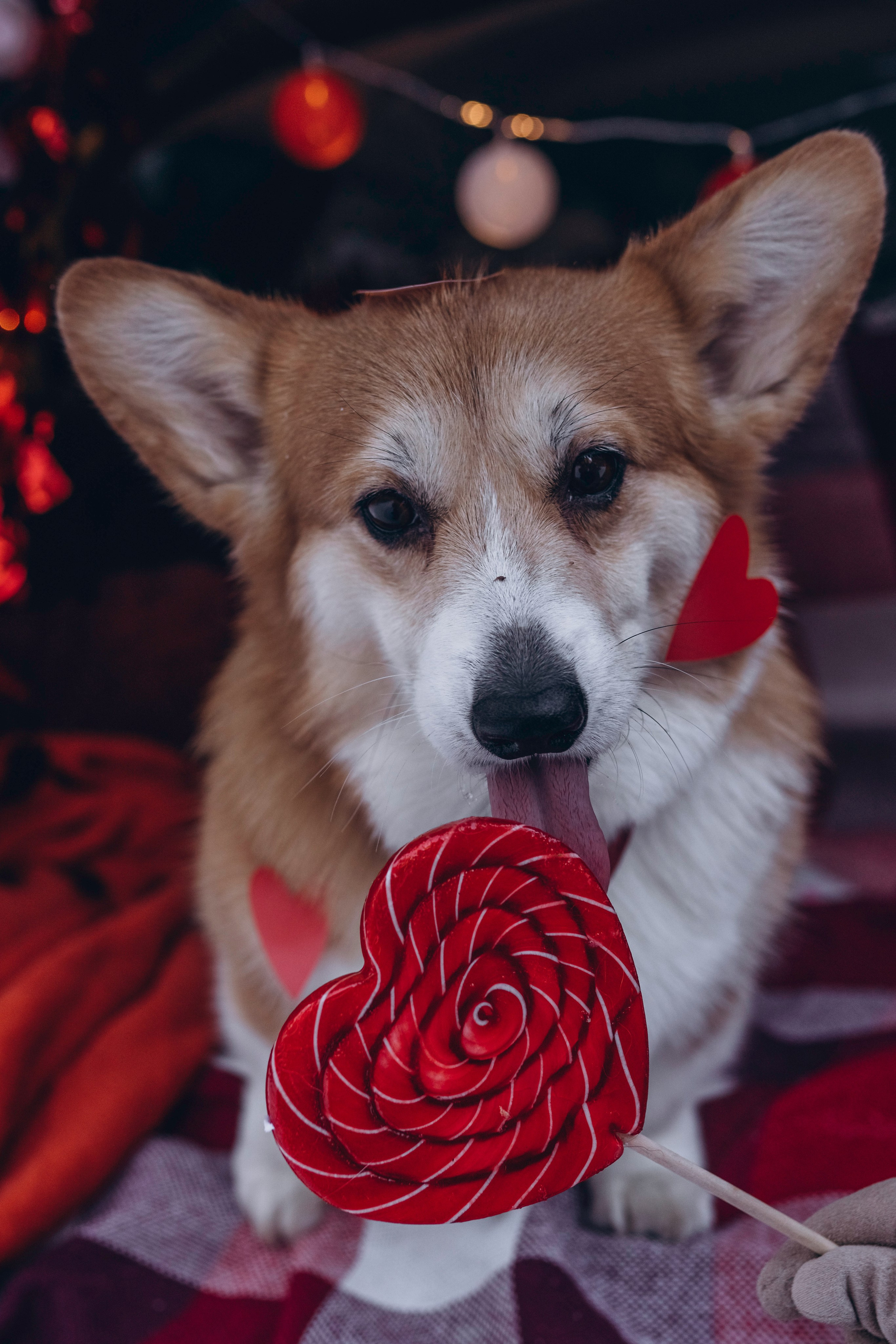 Фотодень Святого Валентина. Фотограф анималист в Спб недорого Олеся Майорова