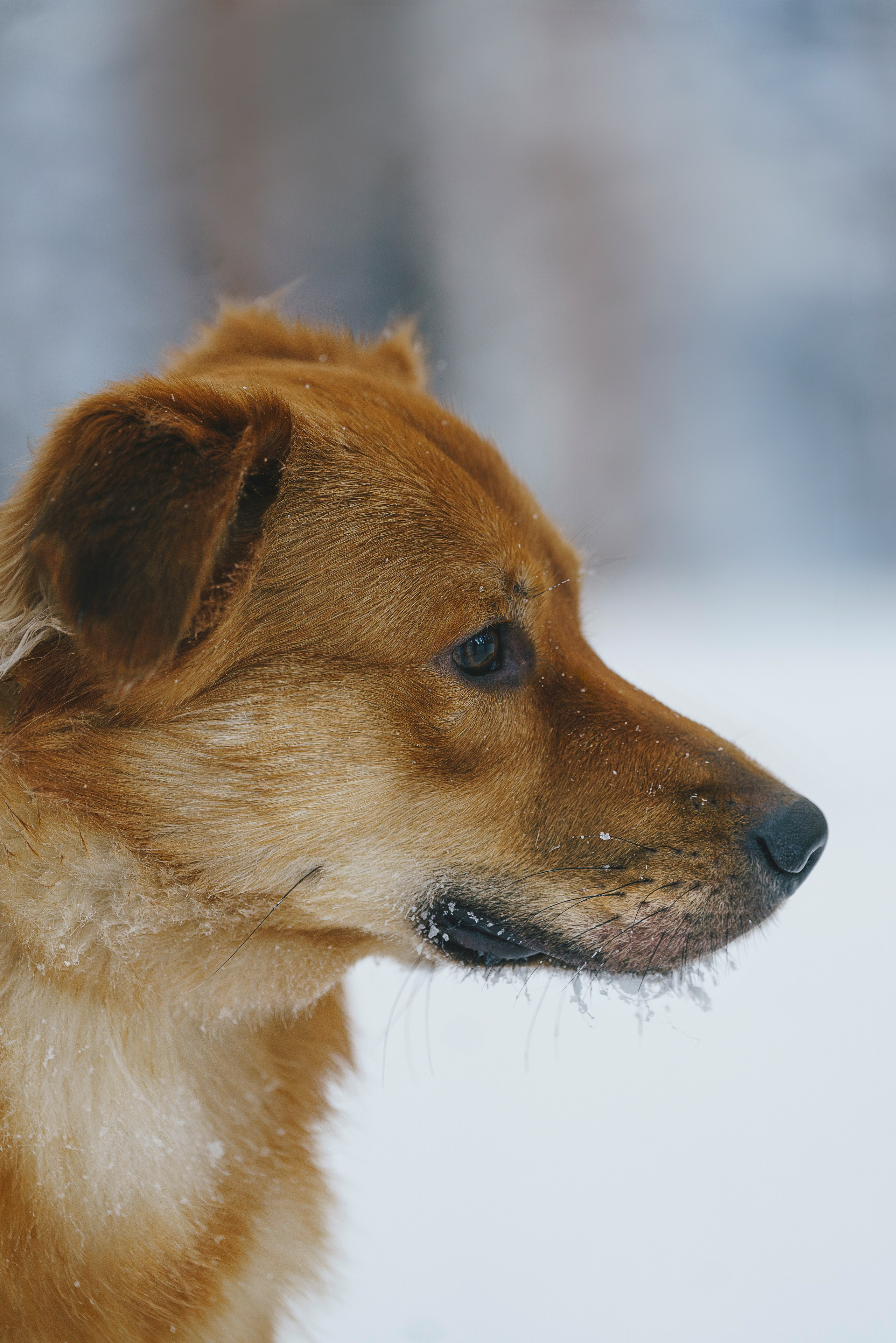 Рэй, Кузя, Ольга и Александр. Фотограф анималист в Спб недорого Олеся Майорова