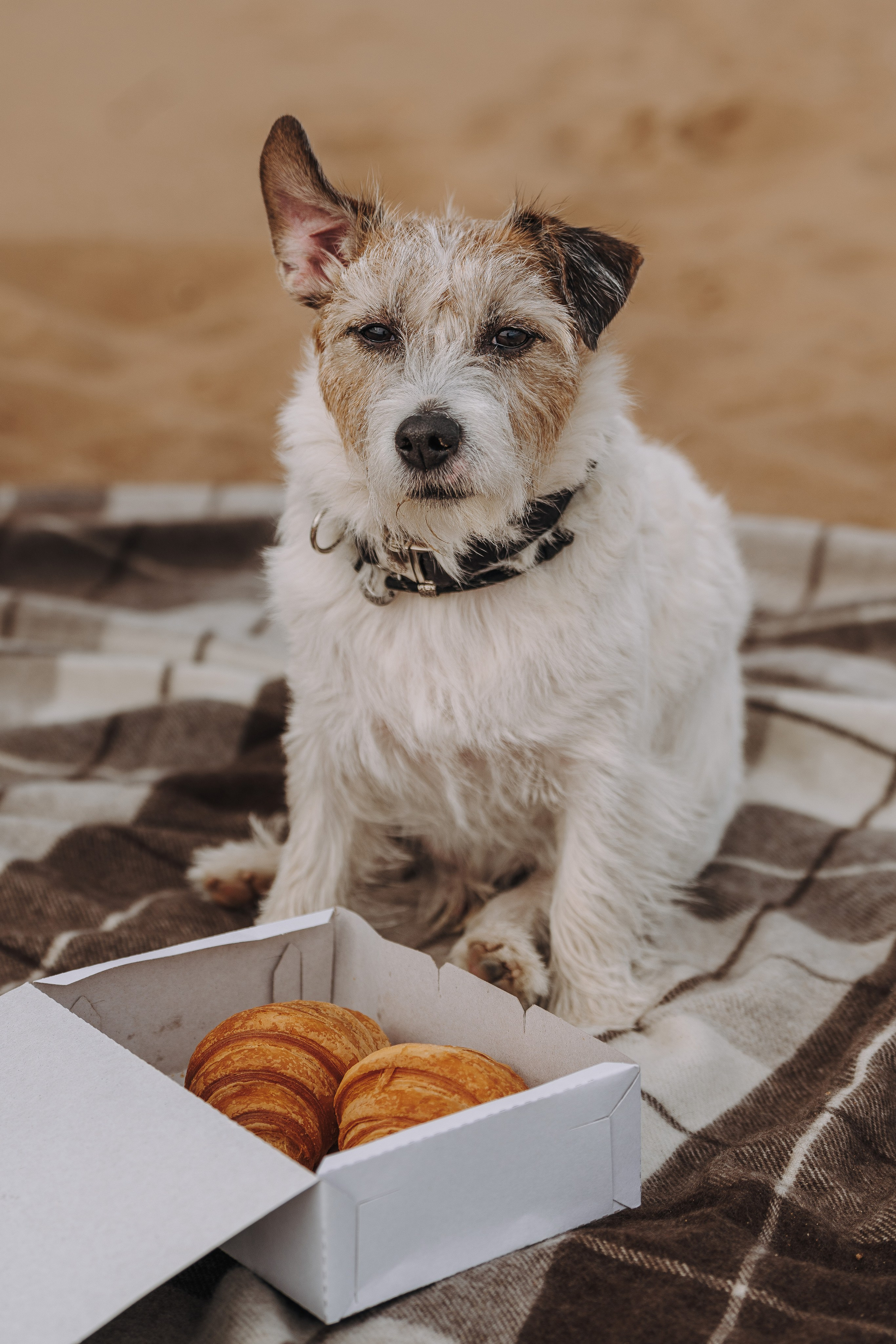 Оля, Ларс и Лукас. Фотограф анималист в Спб недорого Олеся Майорова