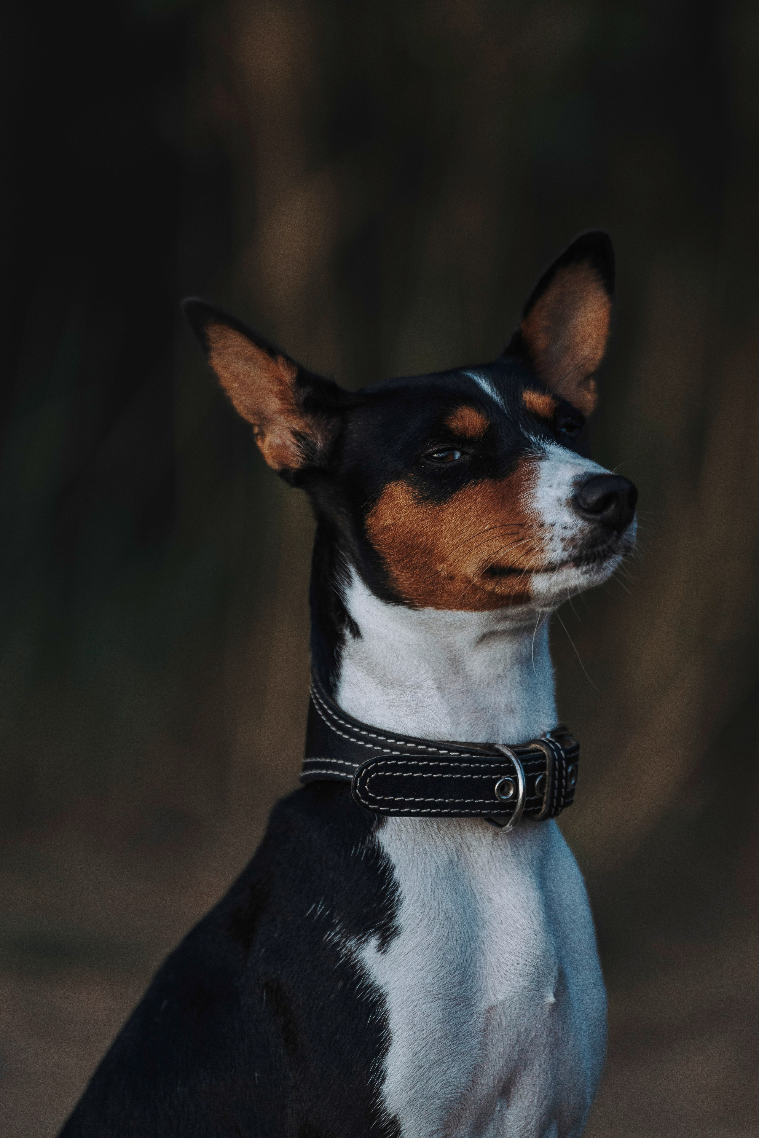 Екатерина и Дива. Фотограф анималист в Спб недорого Олеся Майорова