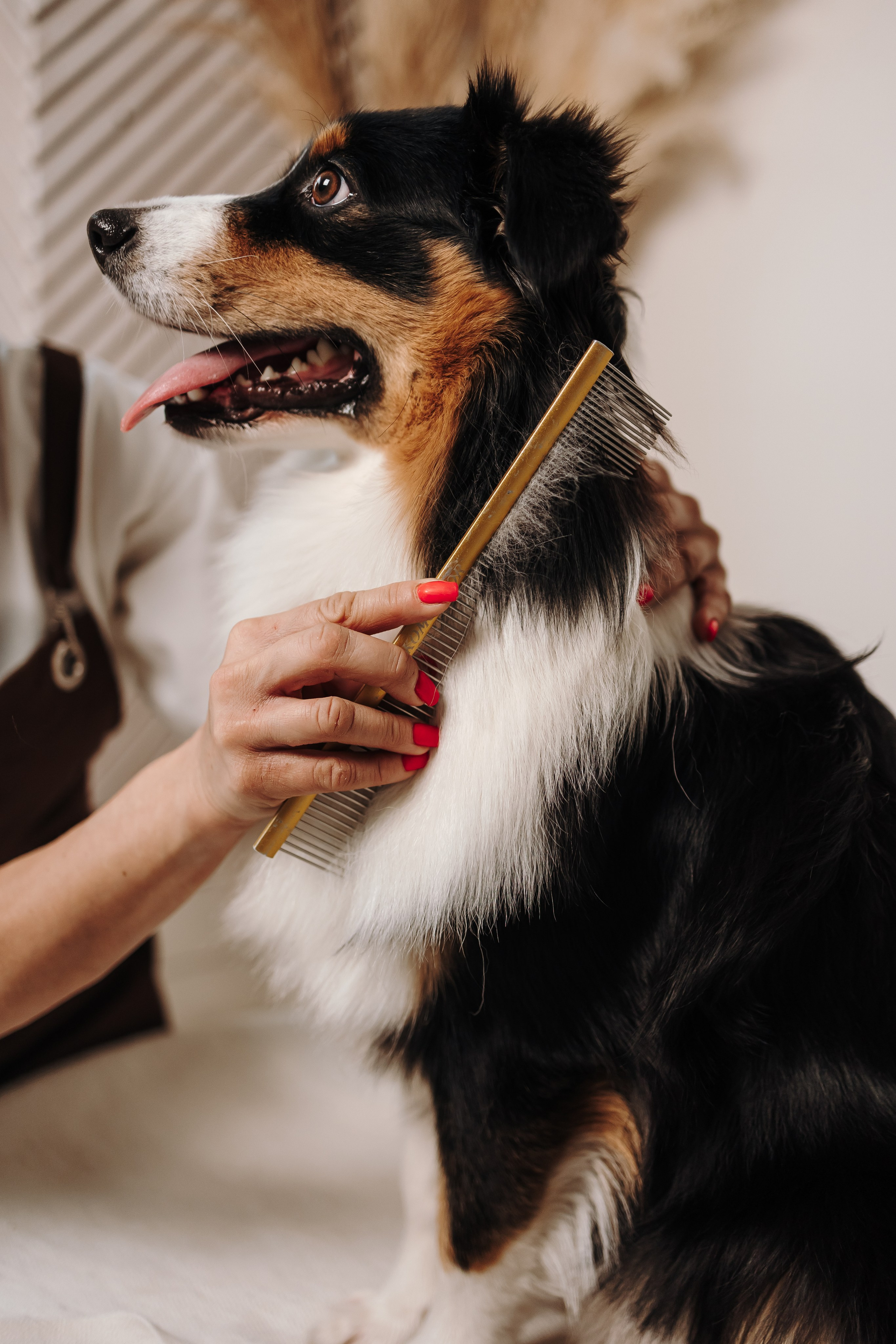 Груминг. Фотограф-анималист в Санкт-Петербурге Алина Яхонт