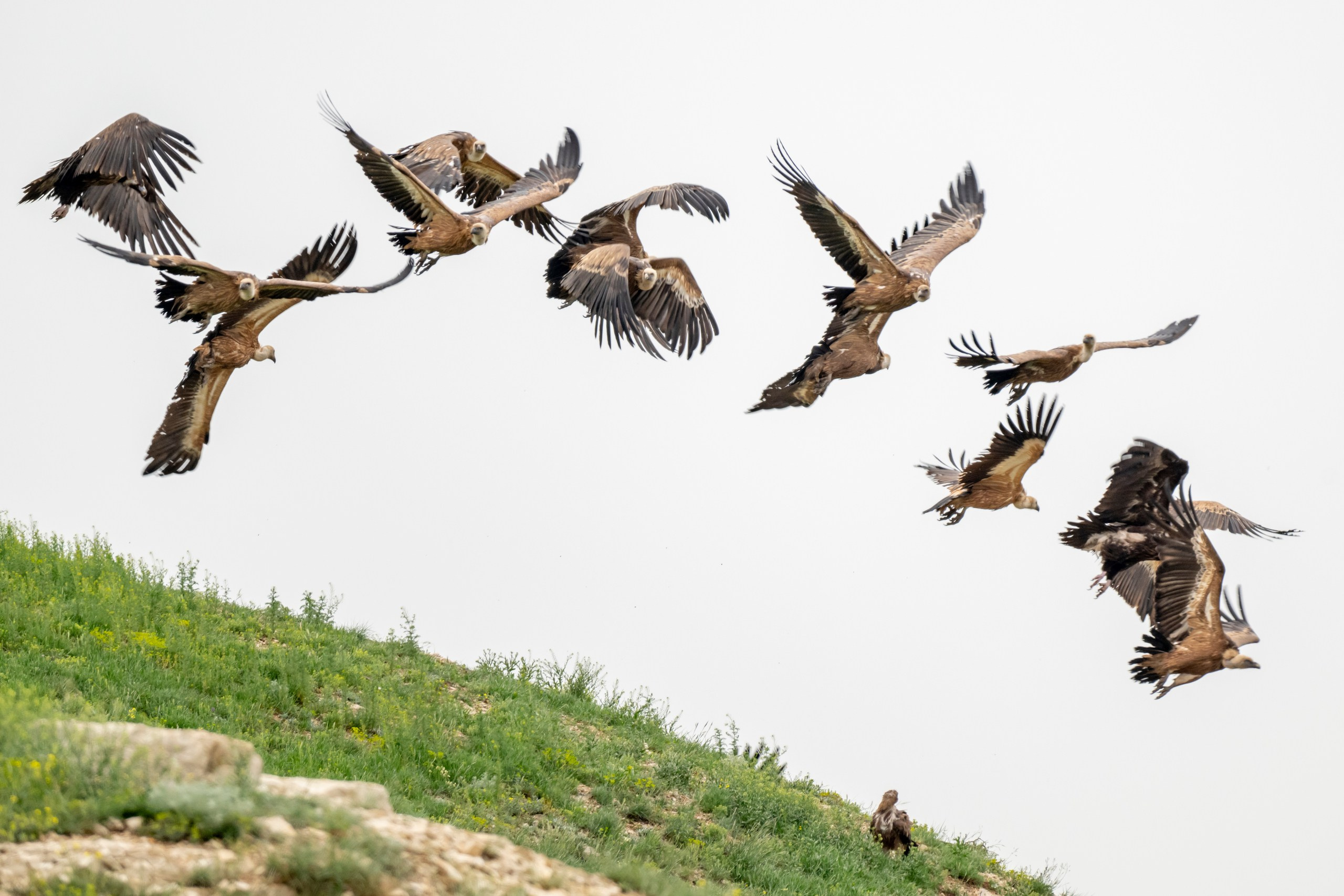 Дикая природа Дагестана. Май 2025 г. Foto-Zuev фотография как искусство