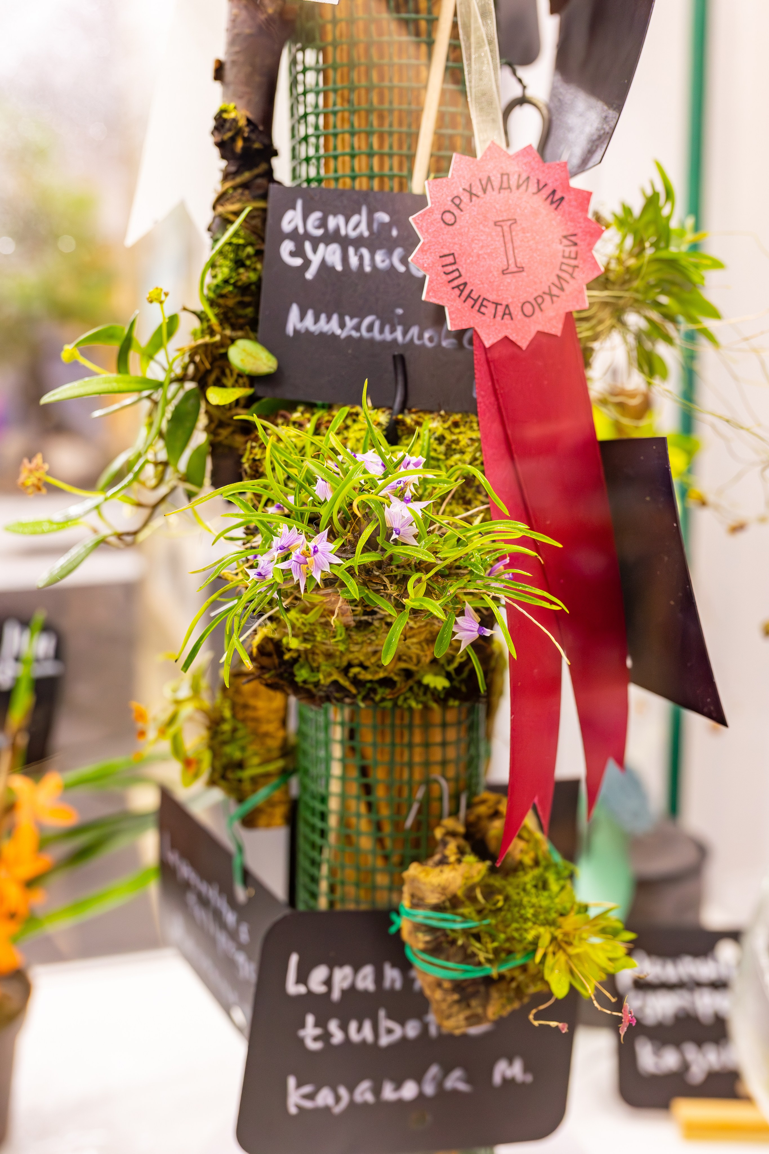 Орхидиум сентябрь 2025. Александра Куликова фотограф, Москва