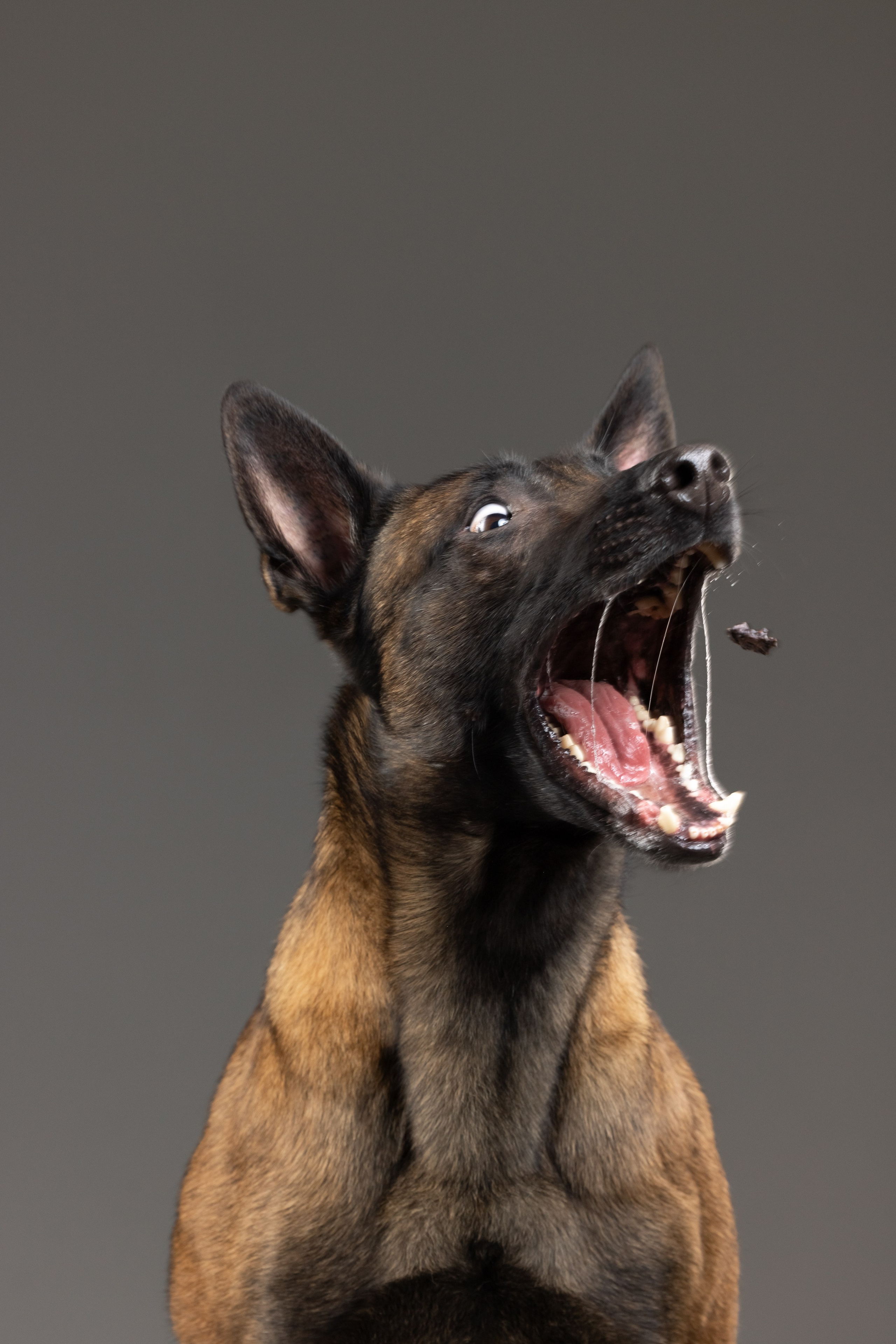 Рики и Гаруда. Фотограф анималист Осипчикова Мария