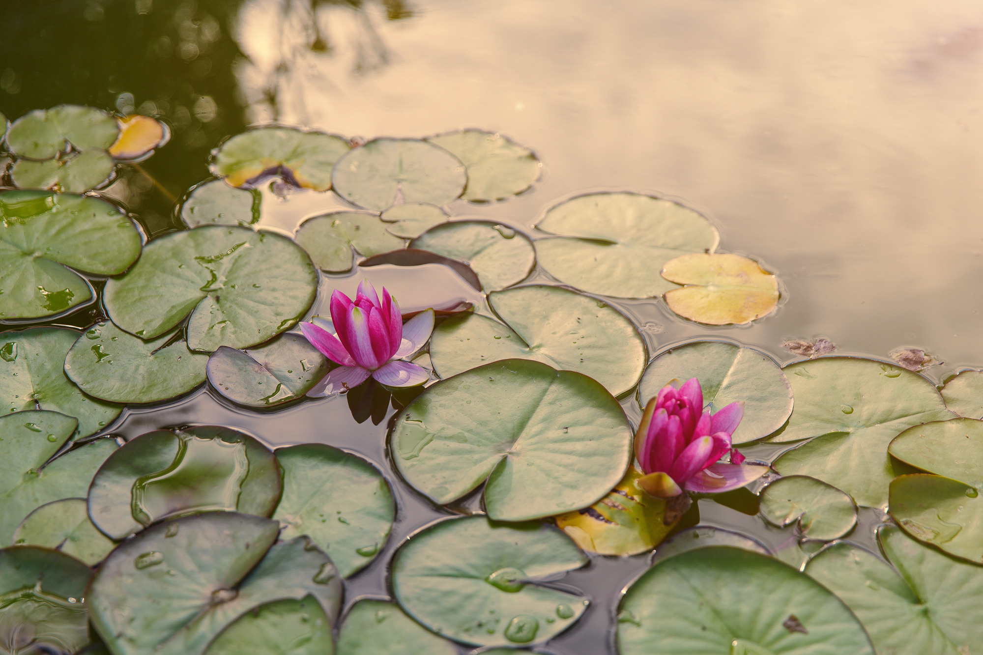 Renatphoto-Экстерьерная фотосессия территории отеля. Профессиональная фотосъёмка интерьеров, предметная фотосессия еды для меню г. Анапа