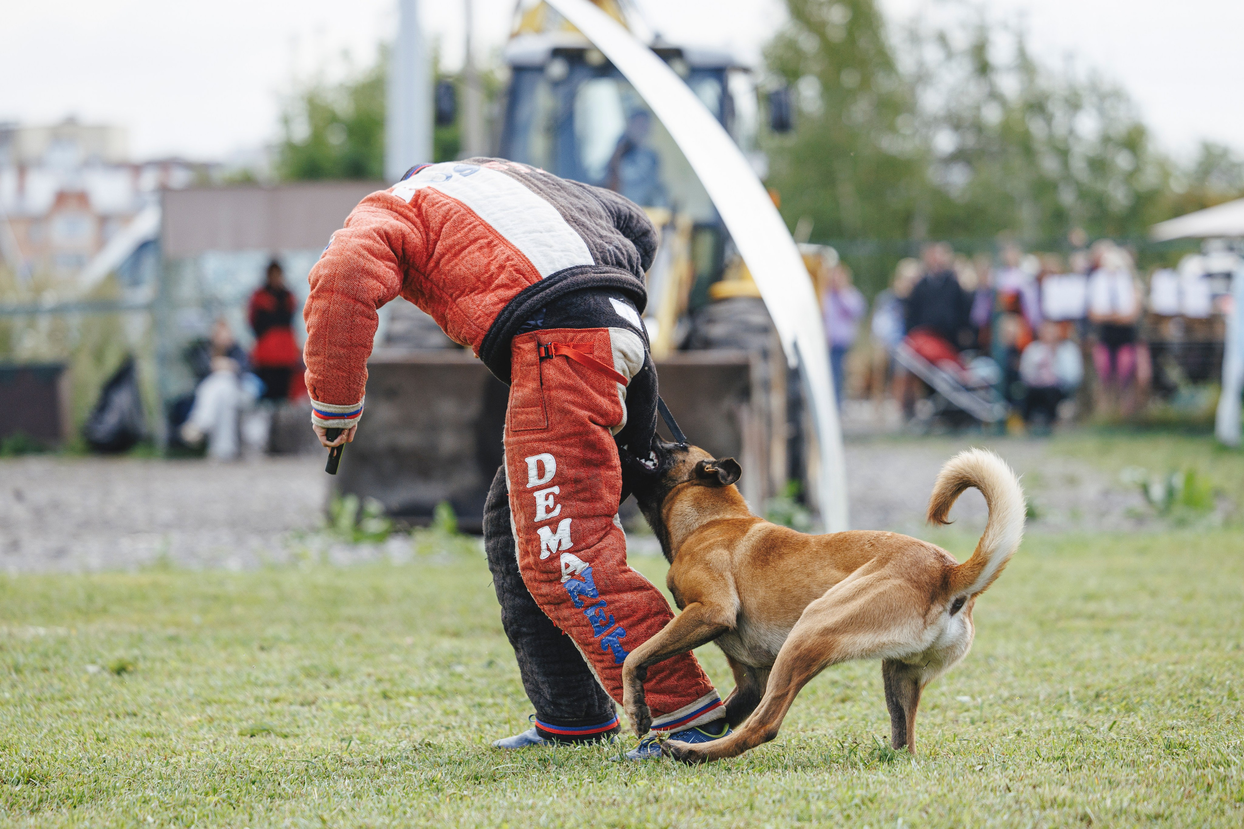 08.08.25-10.08.25 ЧР по мондьорингу г. Вологда. Фотограф-анималист Анна Маринич