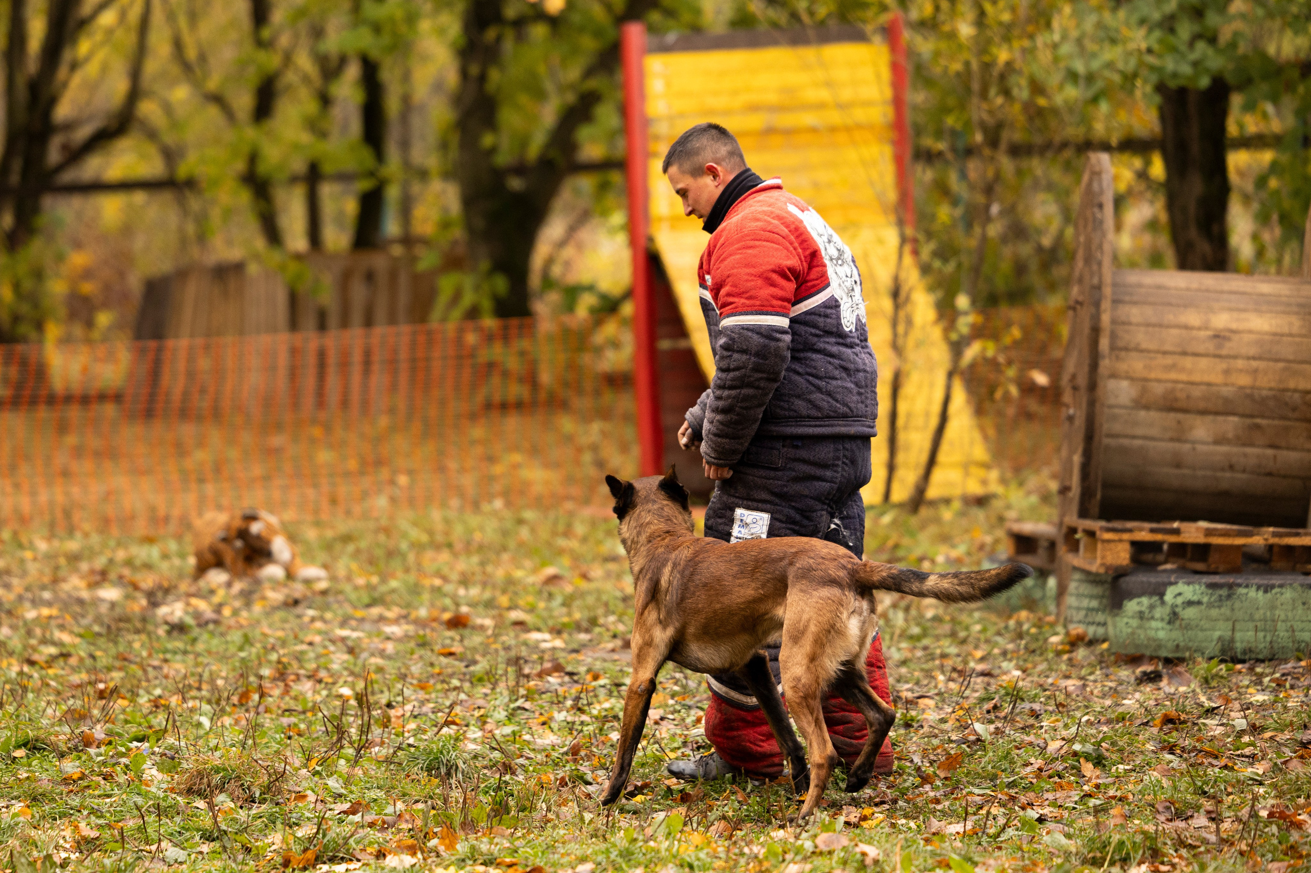 Соревнования по Мондьорингу г. Вологда. Фотограф-анималист Анна Маринич