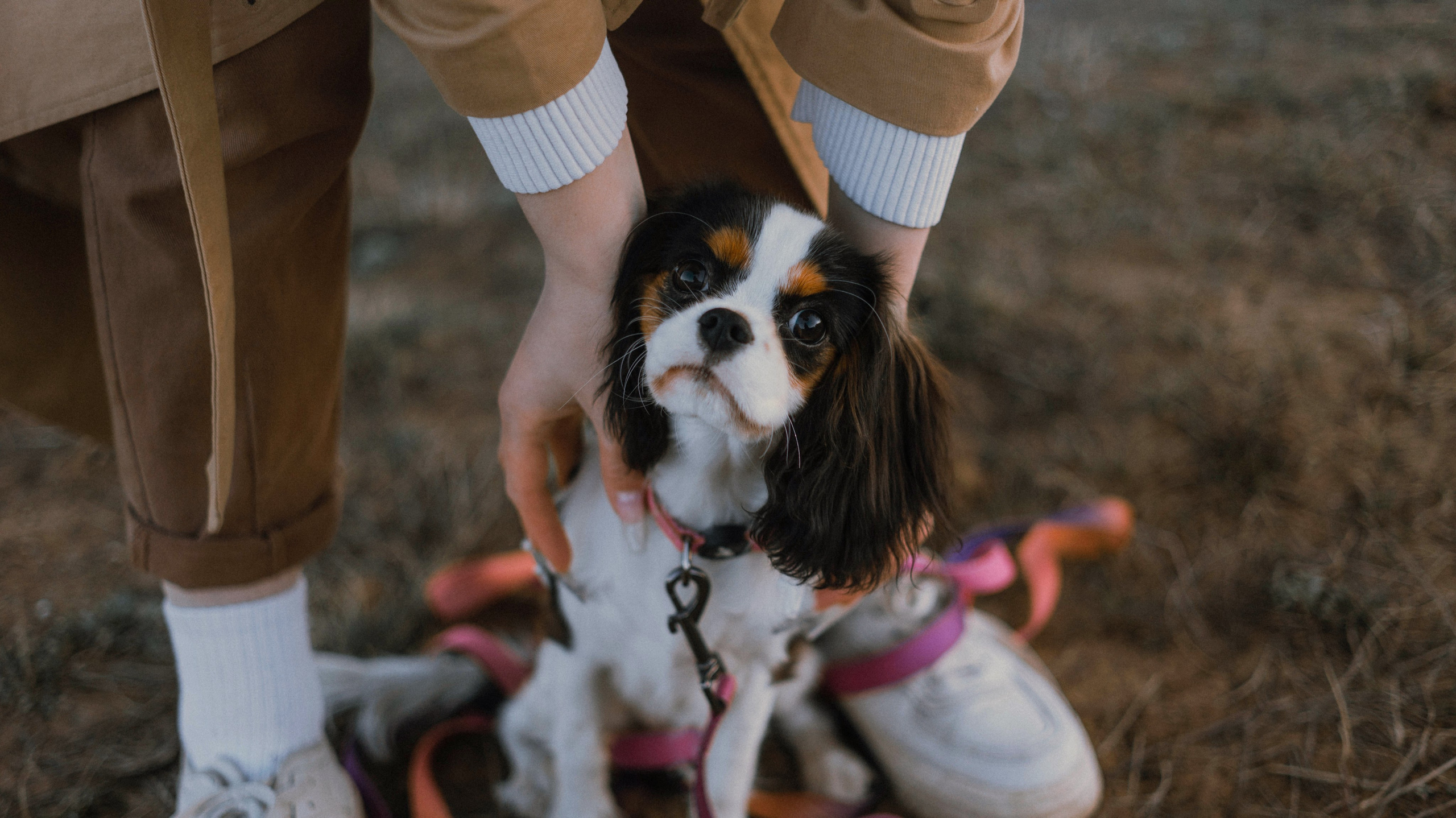 Ангелина и Йен. Фотограф-анималист Богданова Полина