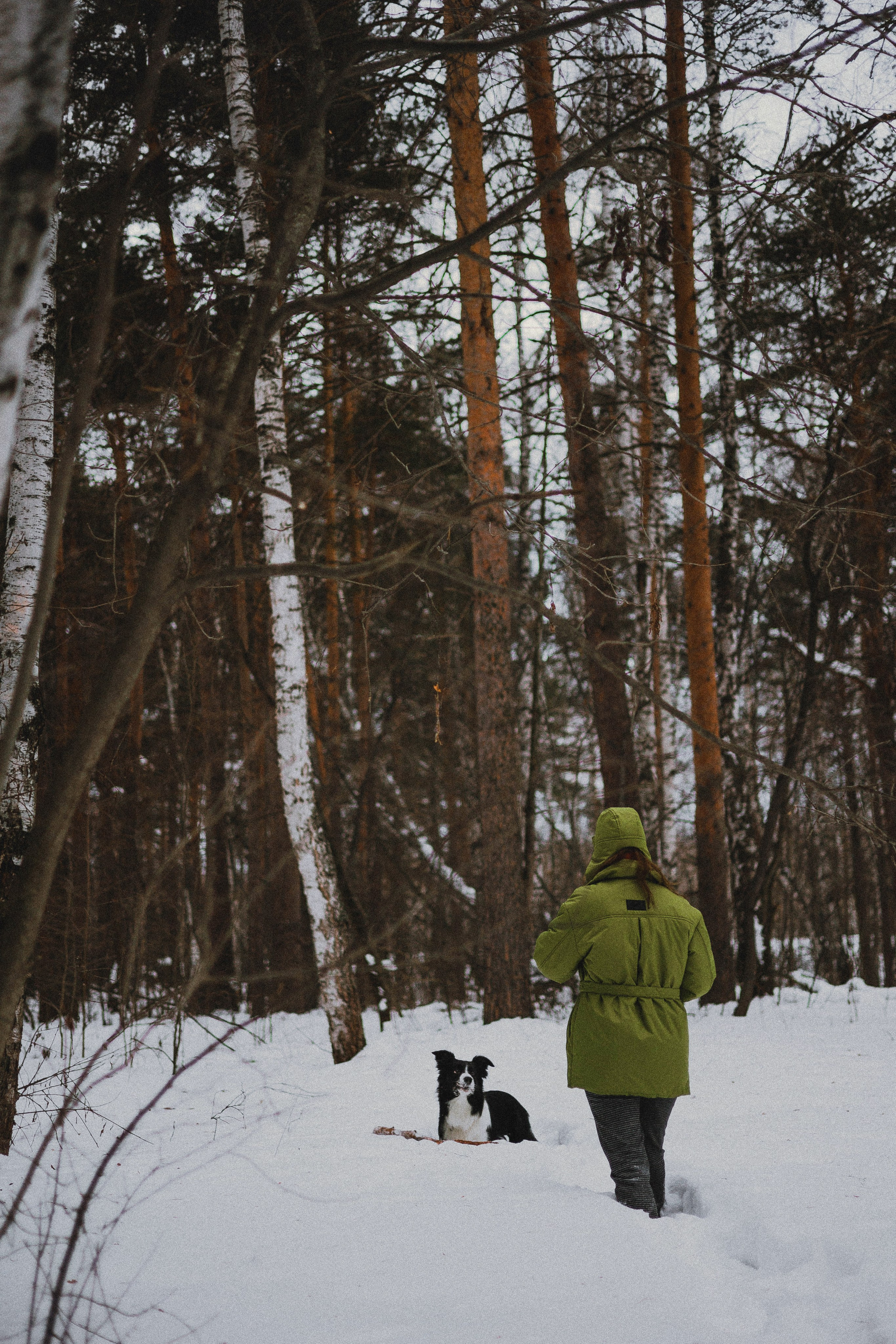 Маша, Рэм и Ньютон. Фотограф-анималист Богданова Полина