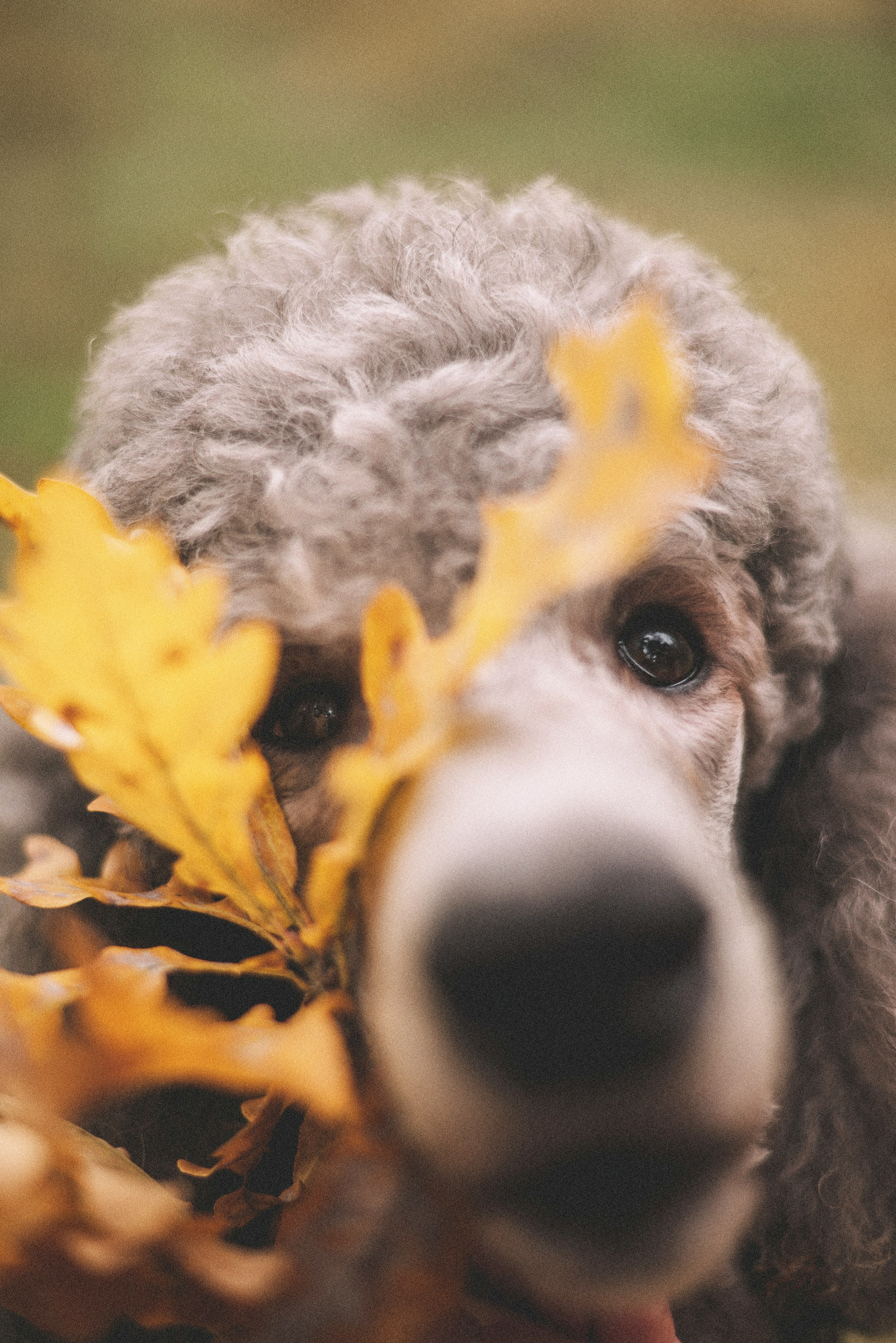 Алёна и Смоки. Фотограф-анималист Богданова Полина