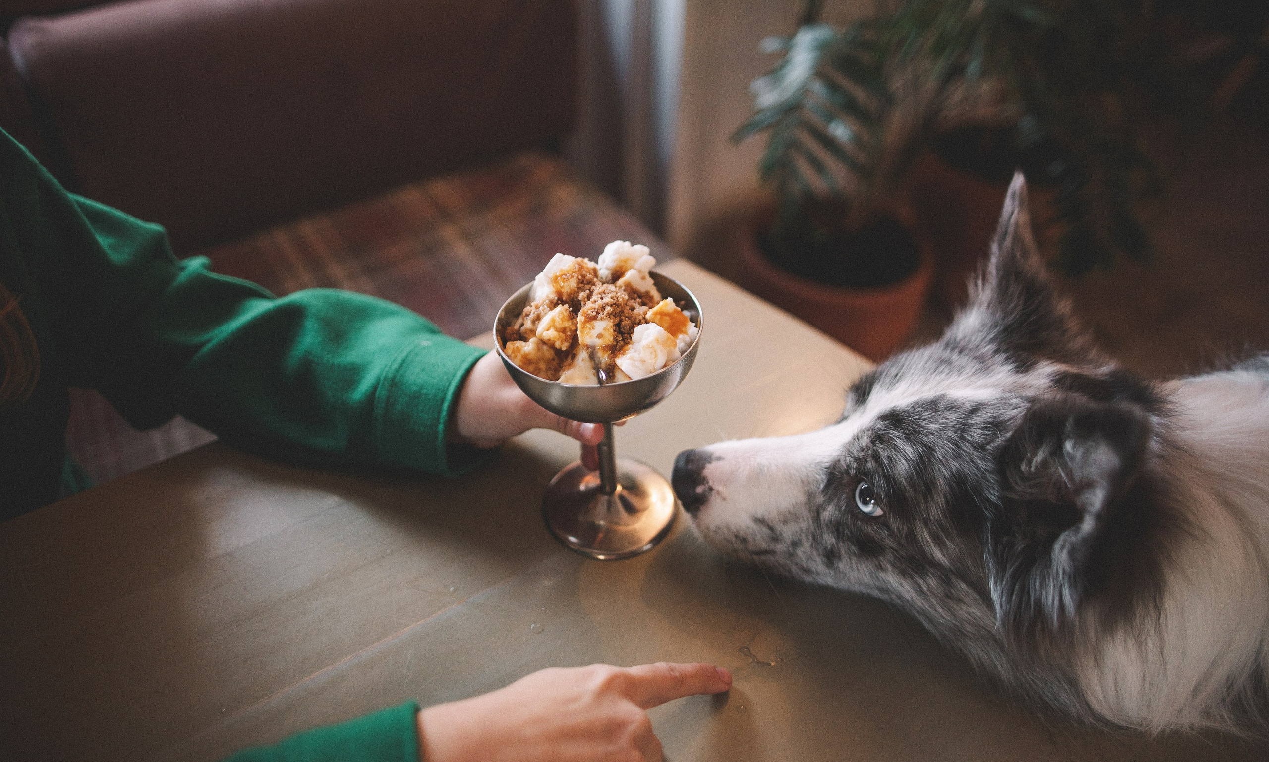 Диана и Робин. Фотограф-анималист Богданова Полина