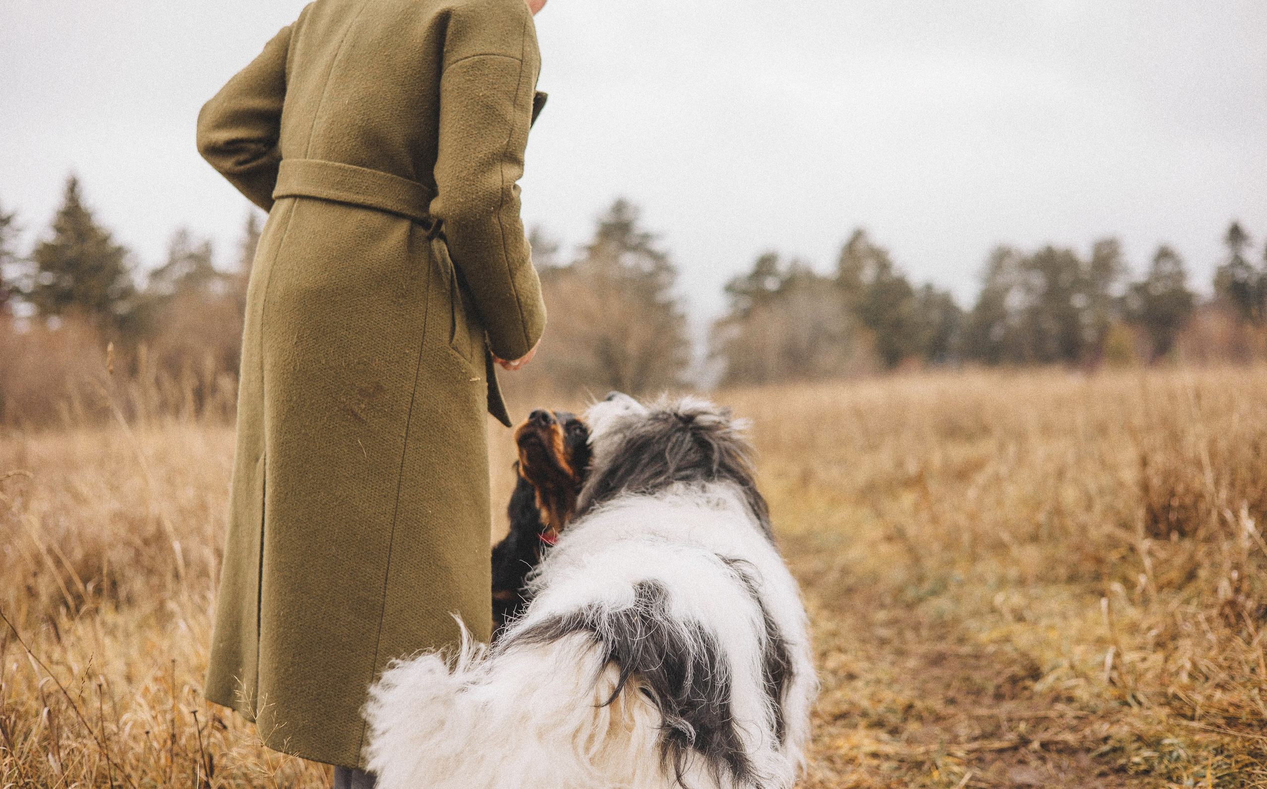 Даша, Глеб, Барс и Бруно. Фотограф-анималист Богданова Полина