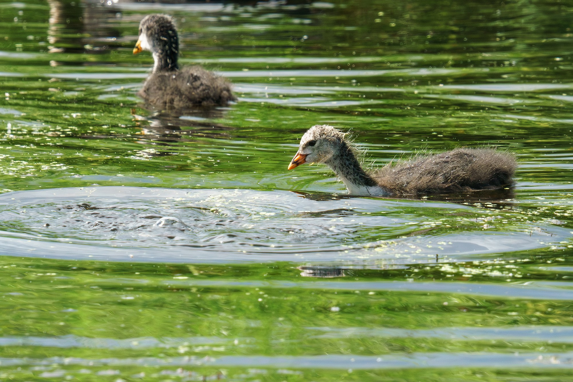 Удивительные мир птиц. Вокруг нас столько прекрасного — присмотритесь!. Ваш личный фотограф Марина Волкова
