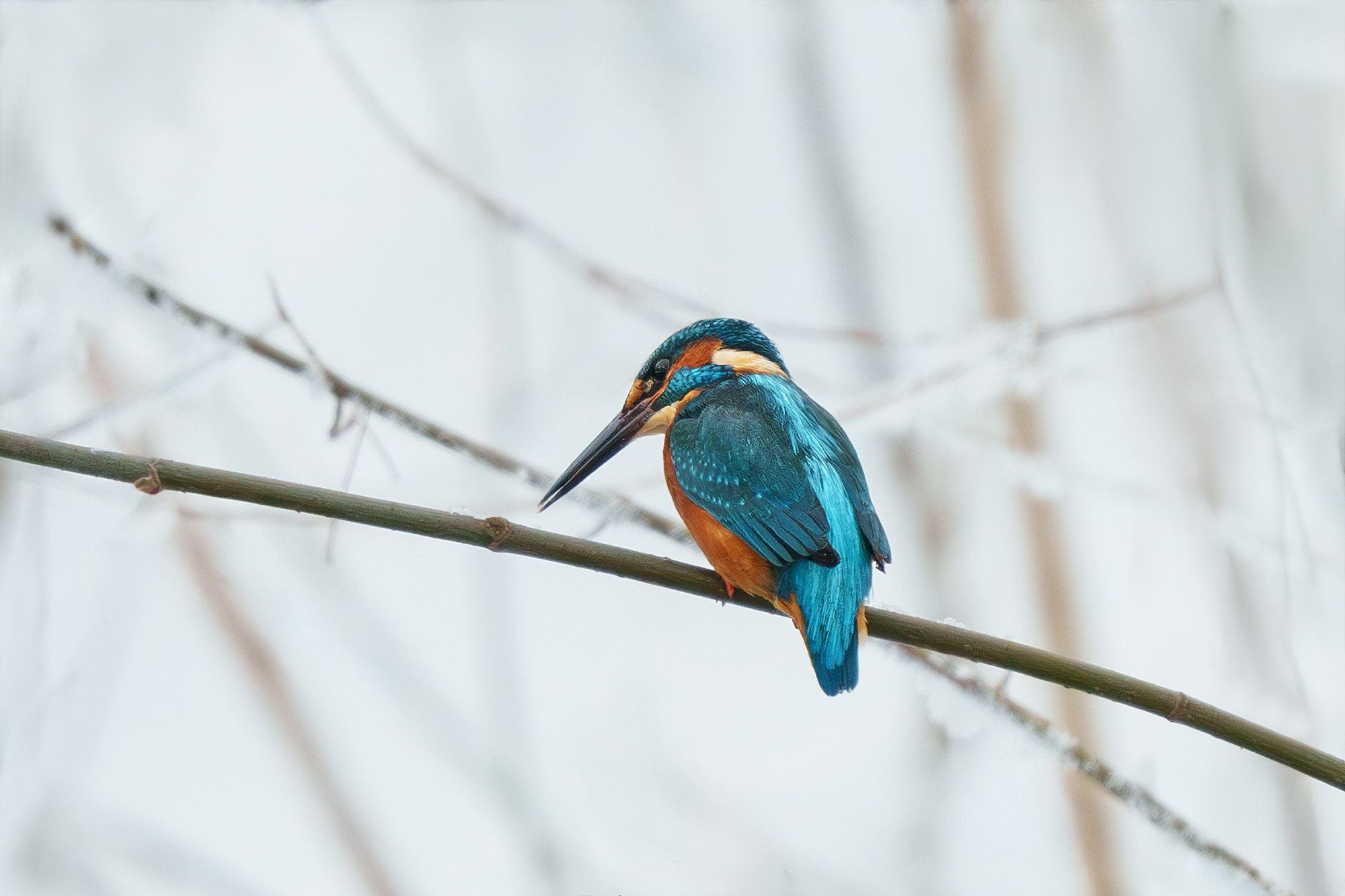 Удивительные мир птиц. Вокруг нас столько прекрасного — присмотритесь!. Ваш личный фотограф Марина Волкова