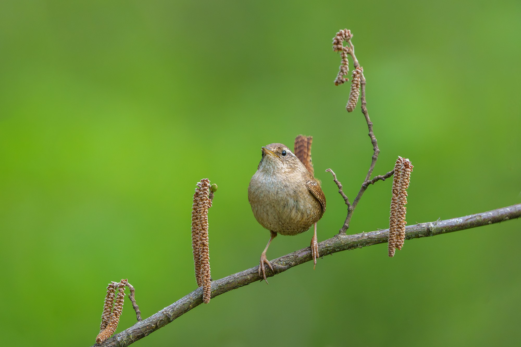 Удивительные мир птиц. Вокруг нас столько прекрасного — присмотритесь!. Ваш личный фотограф Марина Волкова