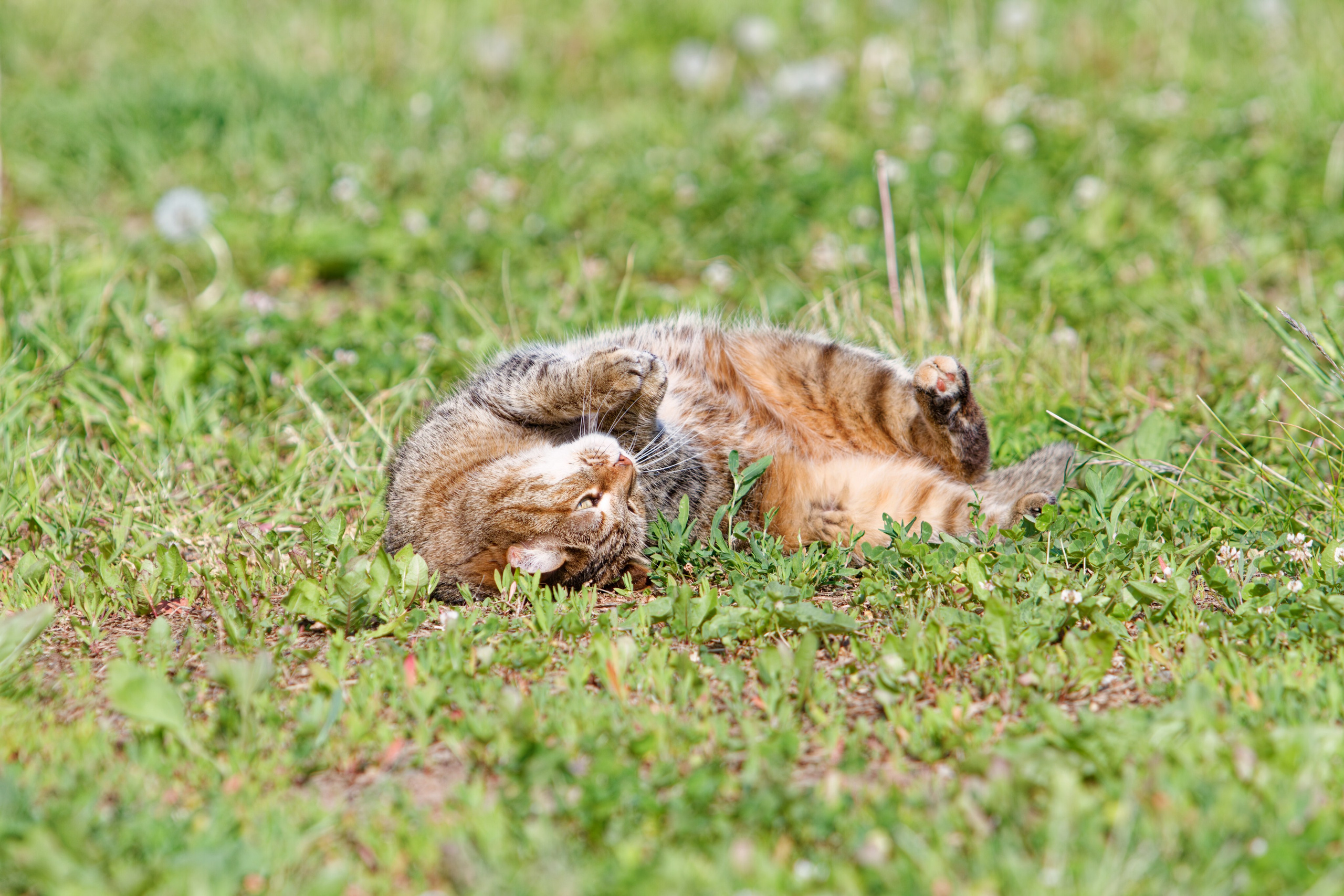 Родео59. Репортажный и спортивный фотограф в г. Пермь Зильберг Павел