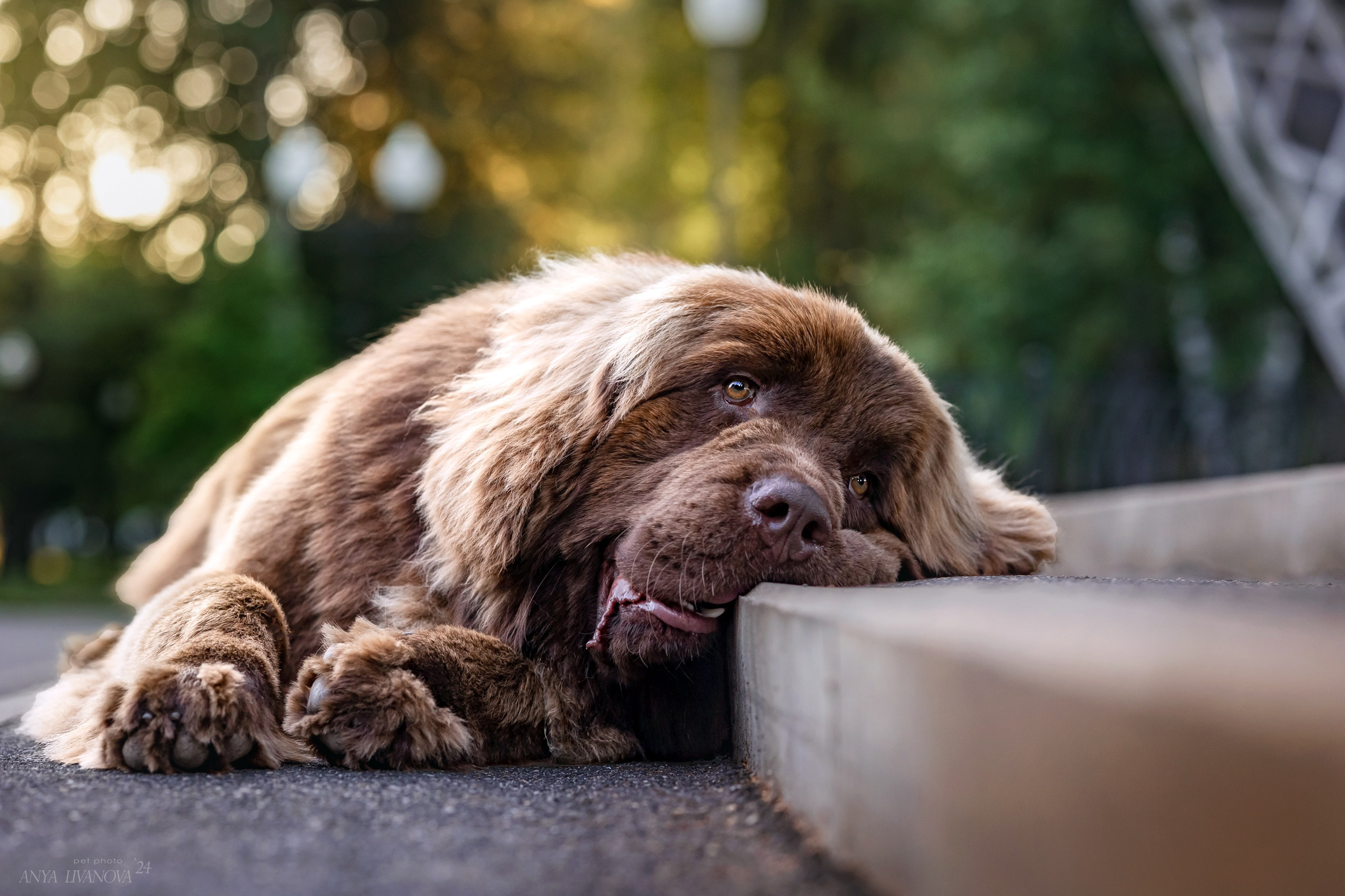 Маша — Мила — Миша. Фотограф анималист Аня Ливанова | Рыбинск