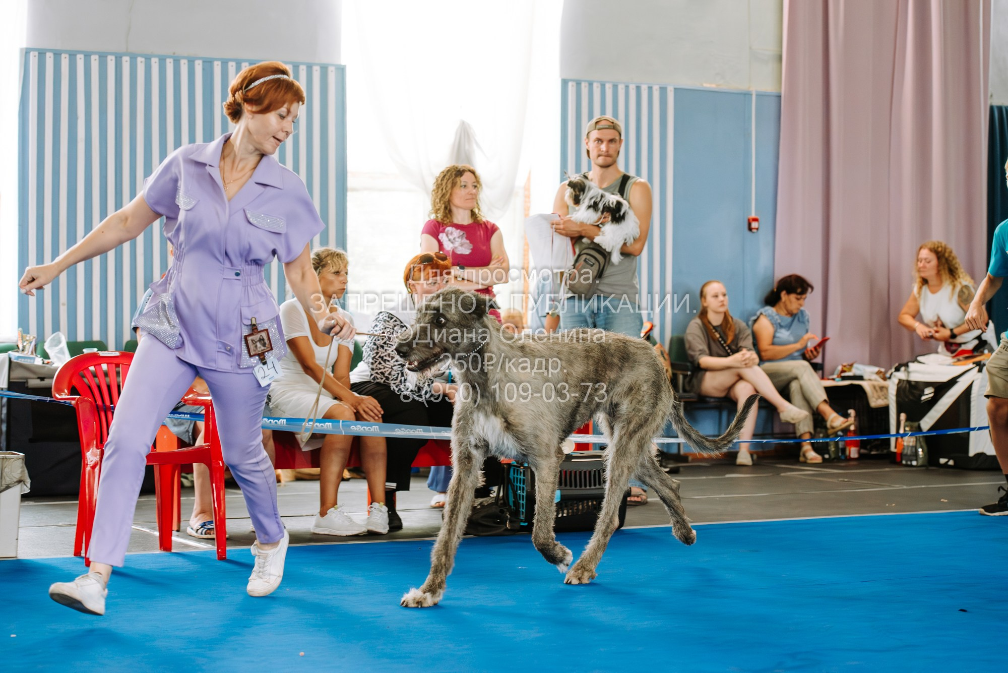 Национальная выставка собак всех пород ранга САС-IKU «Кубок Красноярск. Фотограф Диана Оленина Красноярск / Братск