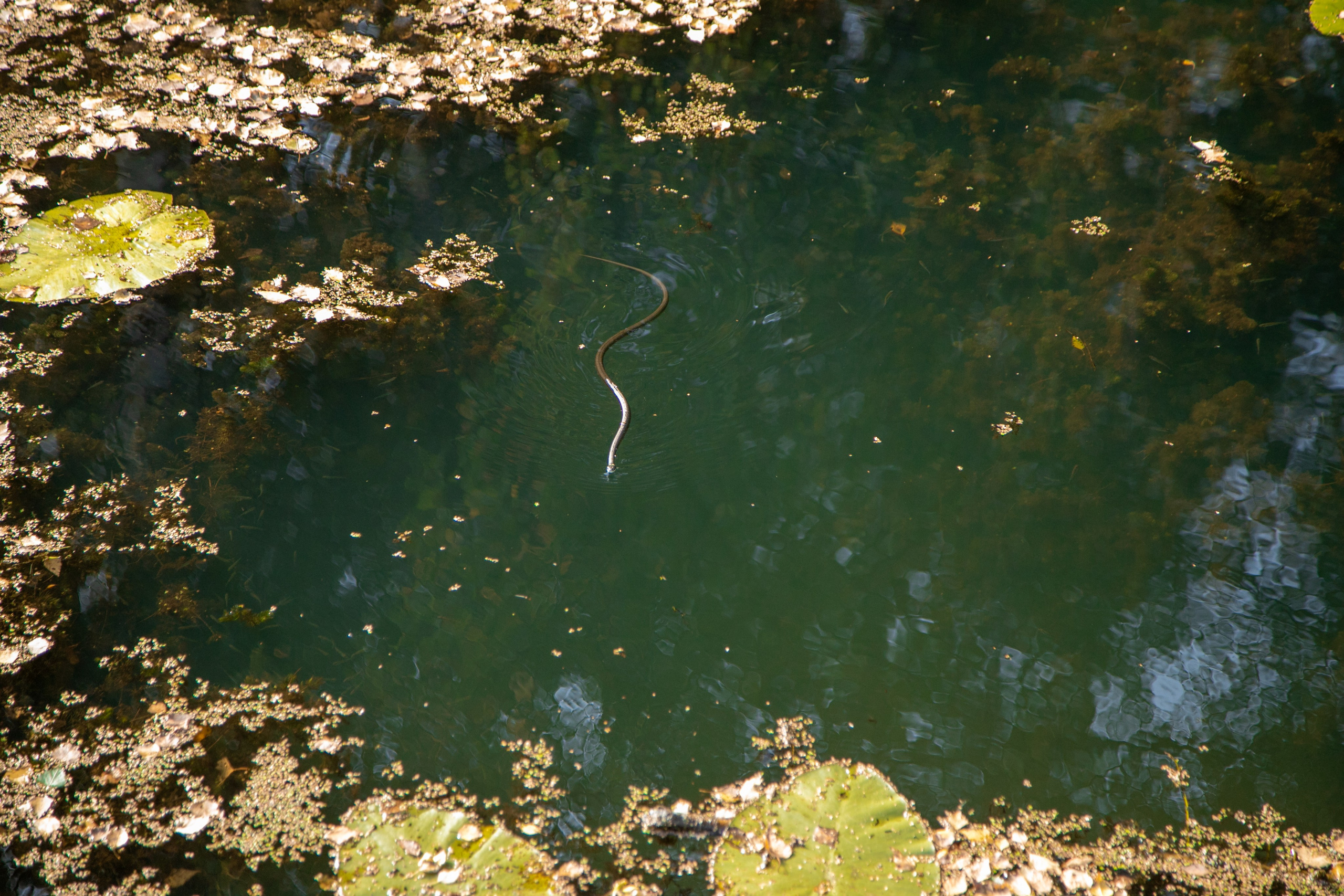 Кострома 06.09.2025. Репортажный фотограф в Москве Агафонова Мария