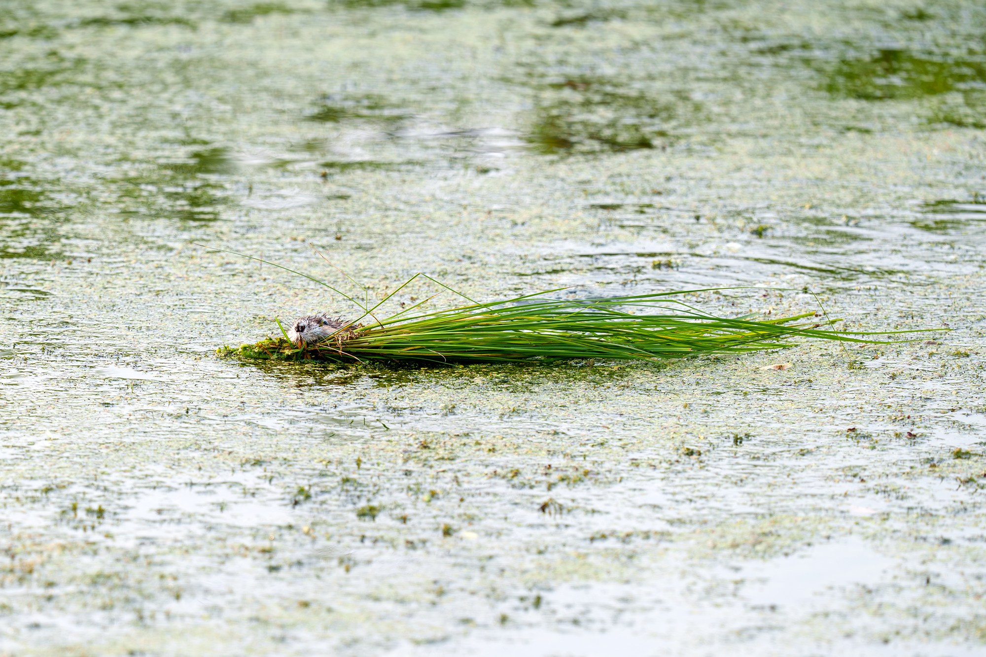 Животные. Ваш личный фотограф Марина Волкова