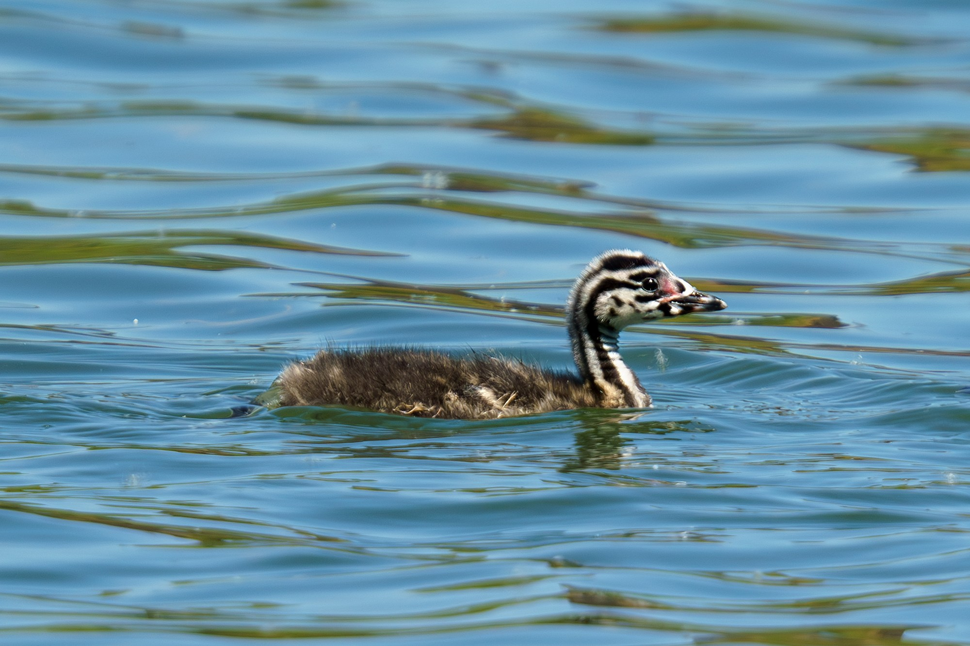 Удивительные мир птиц. Вокруг нас столько прекрасного — присмотритесь!. Ваш личный фотограф Марина Волкова
