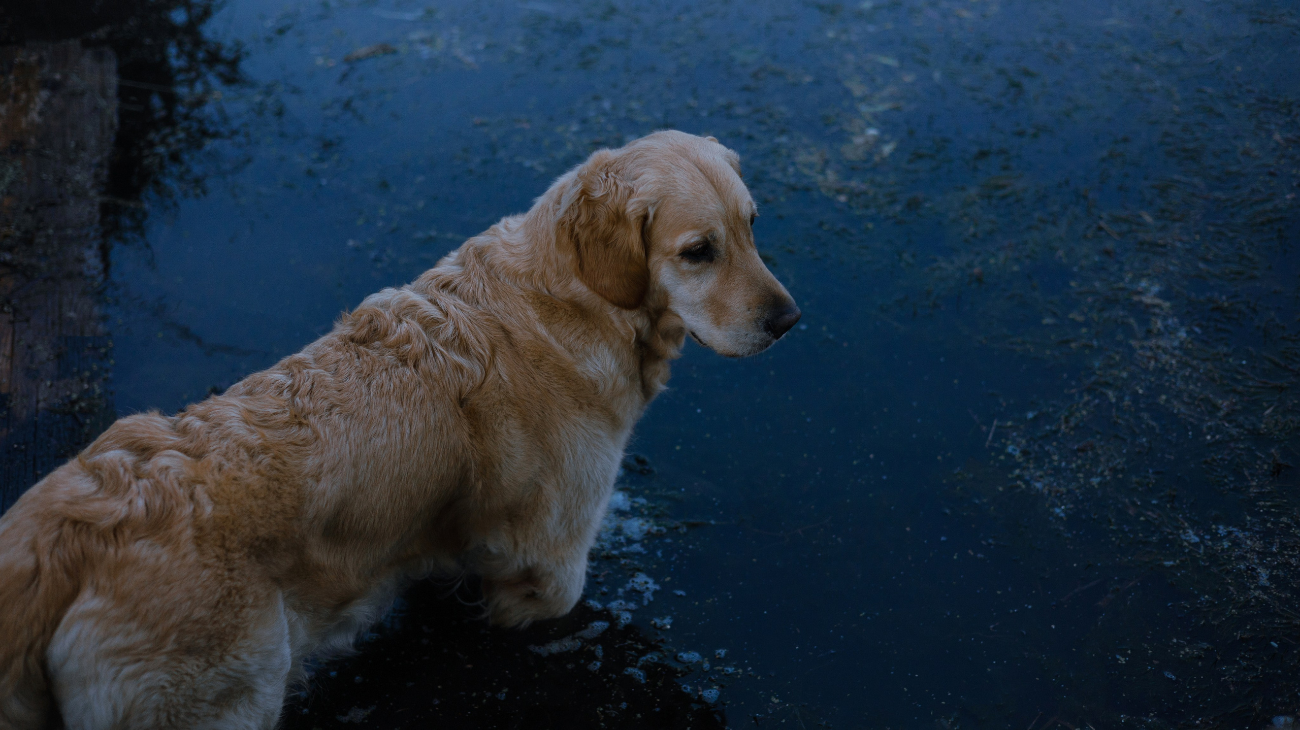 Марина и Чили. Фотограф-анималист Богданова Полина