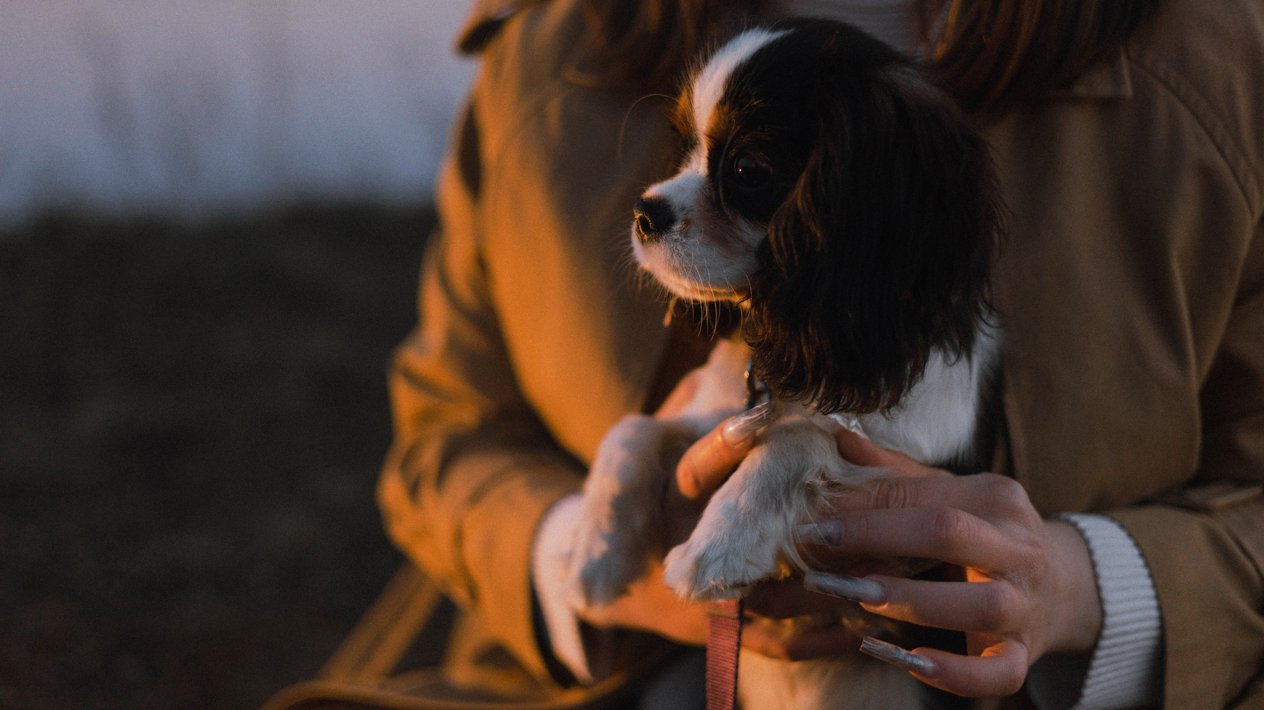 Ангелина и Йен. Фотограф-анималист Богданова Полина