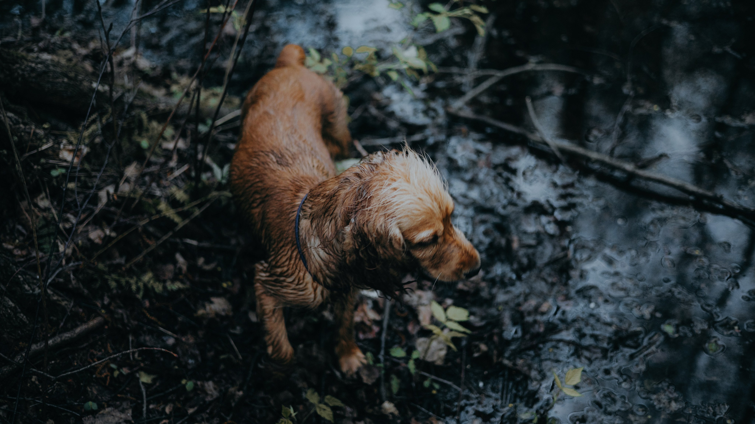 Аня и Юта. Фотограф-анималист Богданова Полина